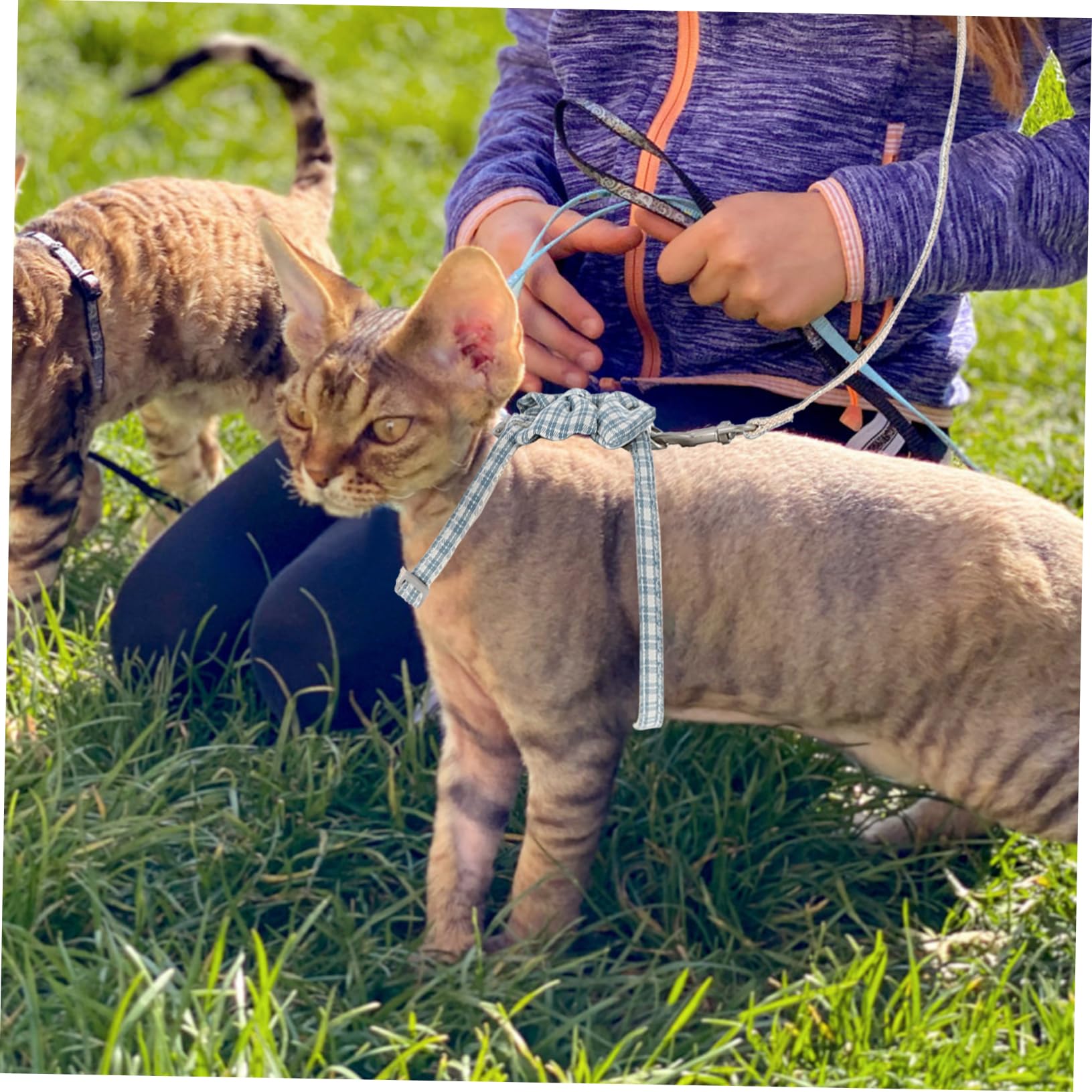 Housoutil 4sätze Katzengeschirr Ausbruchsicher Verstellbare Katzenleine Mit Atmungsaktivem Mesh Leichte Katzenweste Für Outdoor-Abenteuer Für Kleine Haustiere