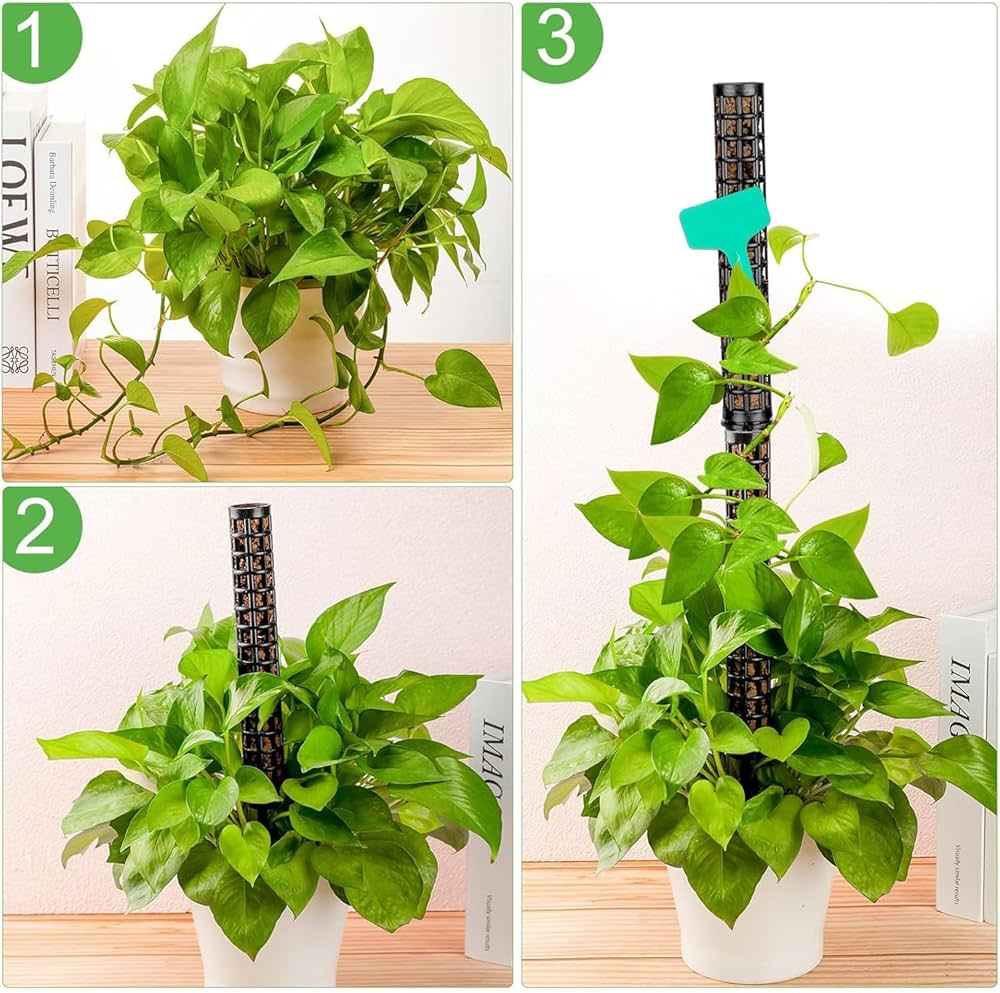 モンステラ・ポトス k Leaf Corp 支柱 プラ支柱 太目 20〜25cm モンステラ