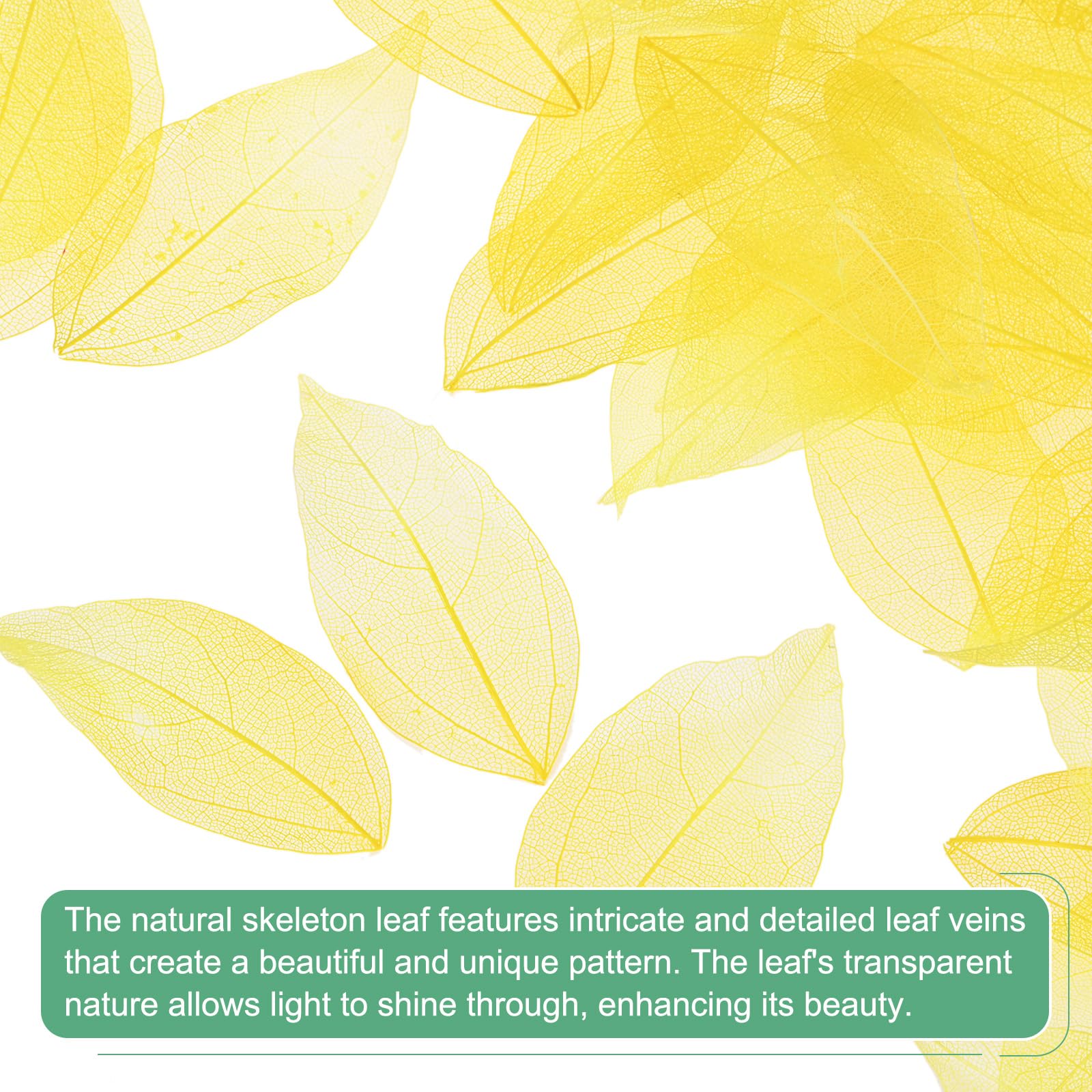M METERXITY 100-Pack Skeleton Leaves - Image 2