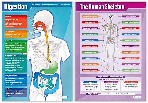 Miniatura 5 de Daydream Education Carteles de ciencia de anatomía elemental  Juego de 8  Extra grandes 33 x 23.5 pulgadas  Laminado  Decoración STEM para aula de