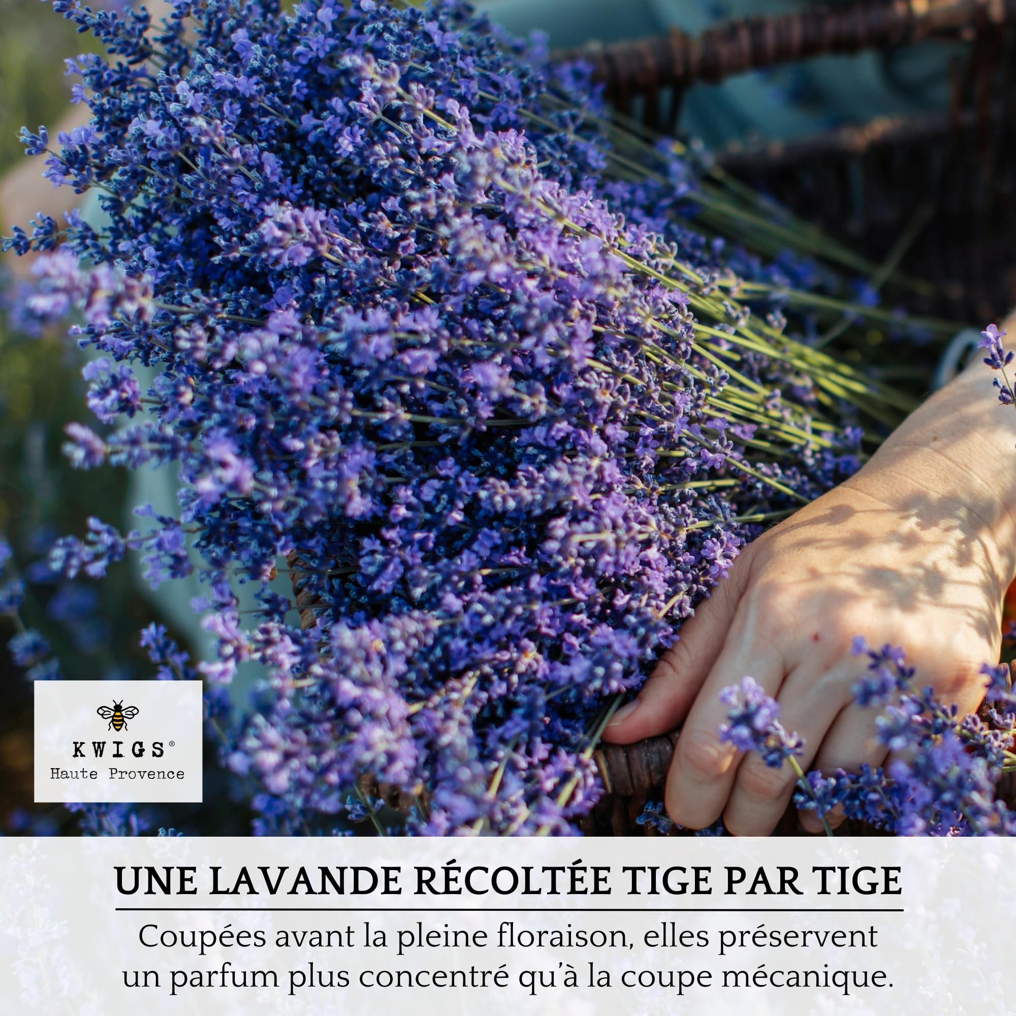 Sachet de Lavande Séchée Provence - 12 Sachets de Lavande sans OGM en Jute Doublée Remplis à la Main - Petit Sac de Lavandin pour Placards, Linge, Armoire - Fleurs de Haute Provence - Nouvelle Récolte