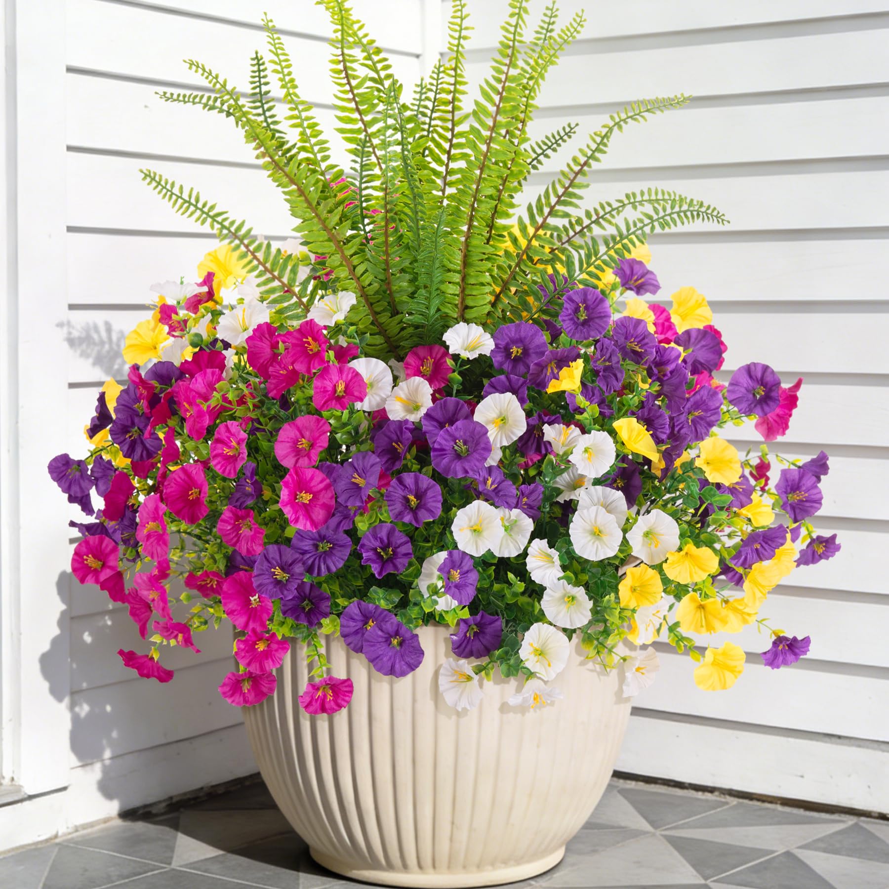 TakeArt 12-Bundle Morning Glory & Boston Fern