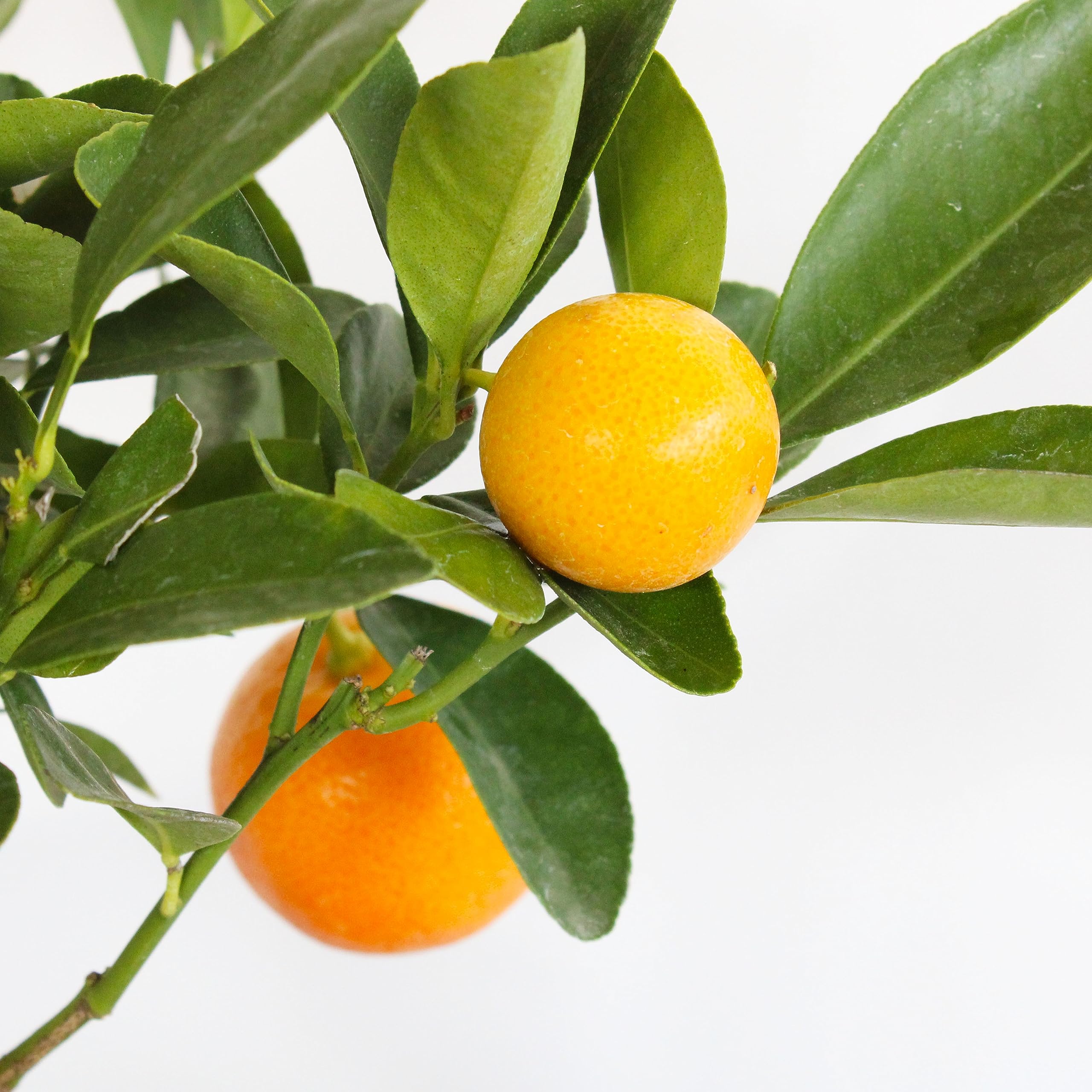 KENTIS - Bonsái Citrus Mitis Calamondino - Bonsái Mandarín Enano - Planta de Exterior - Maceta de Cerámica - H 35-40 cm Maceta Ø 21 cm