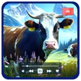 Tranquilo Flowscreen Apps