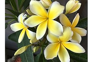 Hawaiian Plumeria Plant Cutting