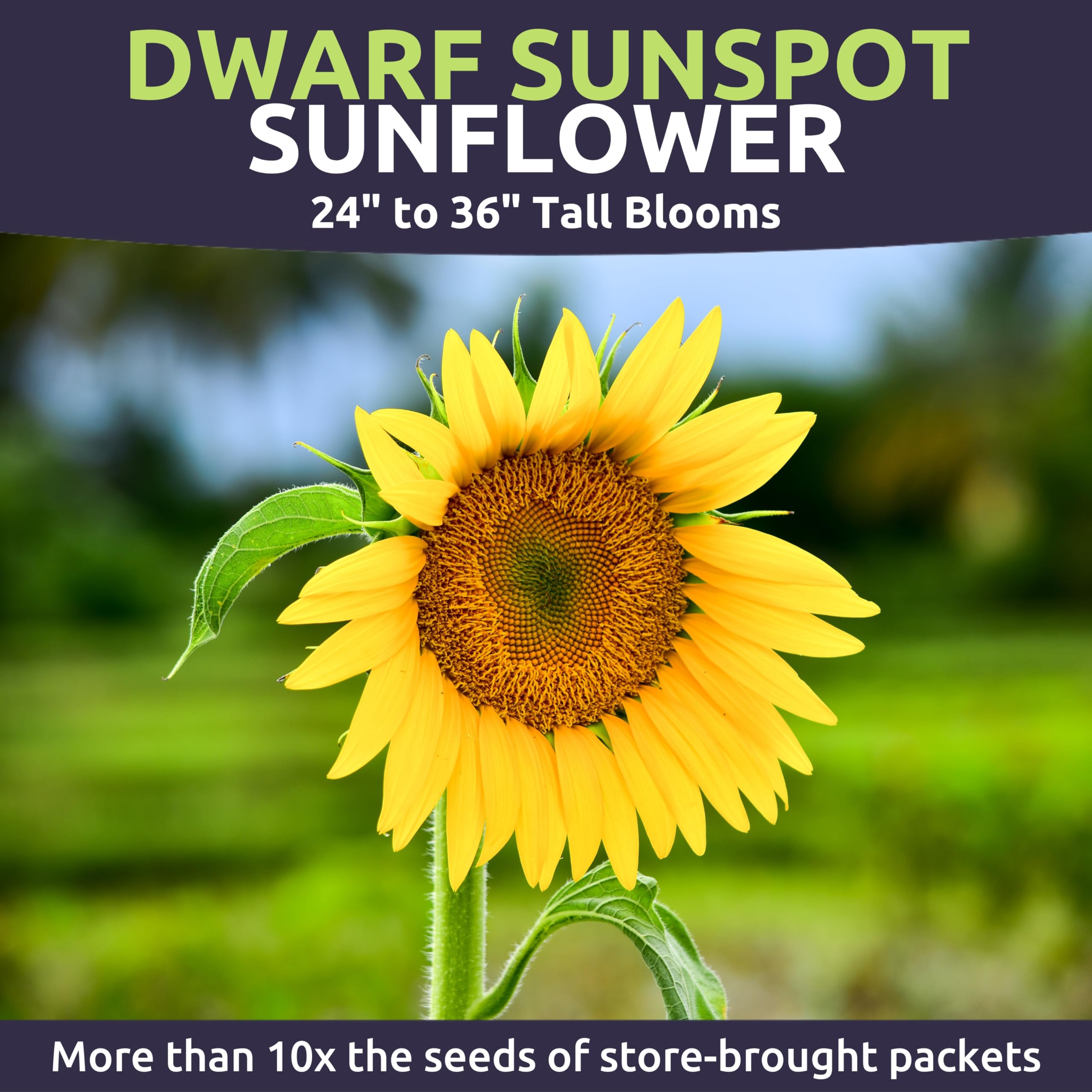Helianthus Annuus Dwarf Single Sunspot