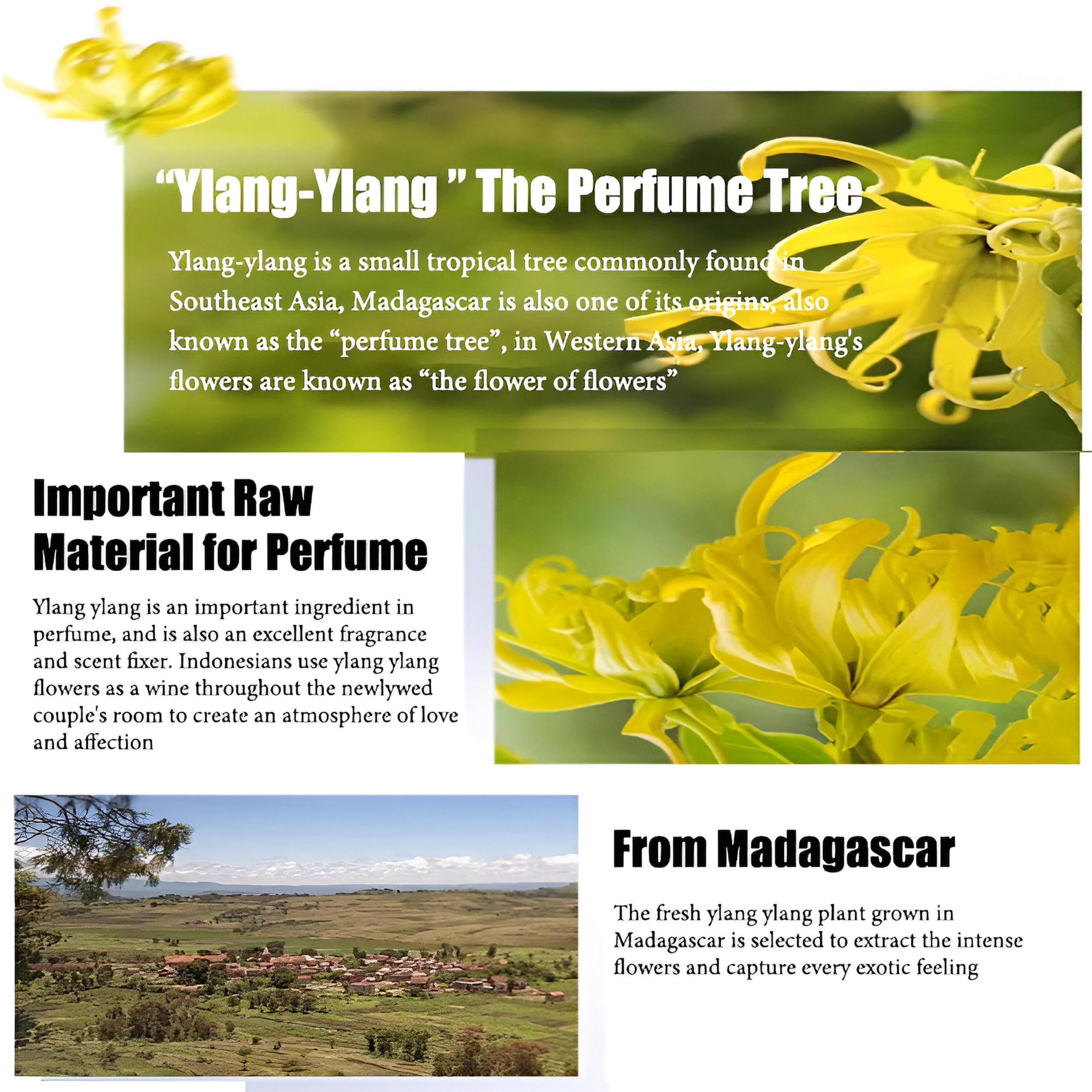 Ätherisches Ylang-Ylang-Öl & ätherisches Ylang-Ylang-Öl, reines Aromatherapie-Öl für Diffusoren, Kerzen, Seifen, Hautpflege, Massage und Entspannung, natürliches organisches Ylang-Ylang-Öl(500ml)
