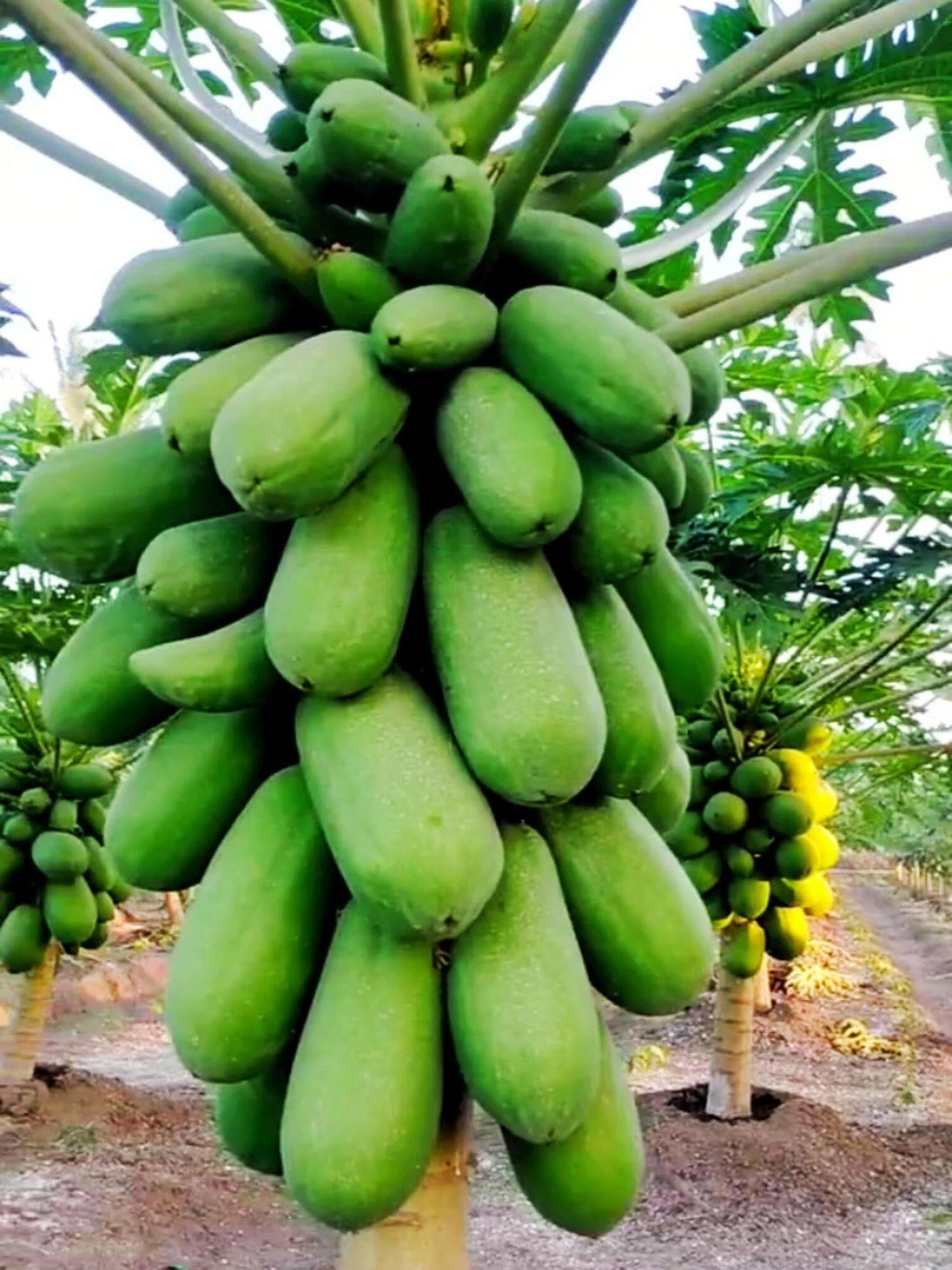 Green lady papaya seeds original (840 seeds)