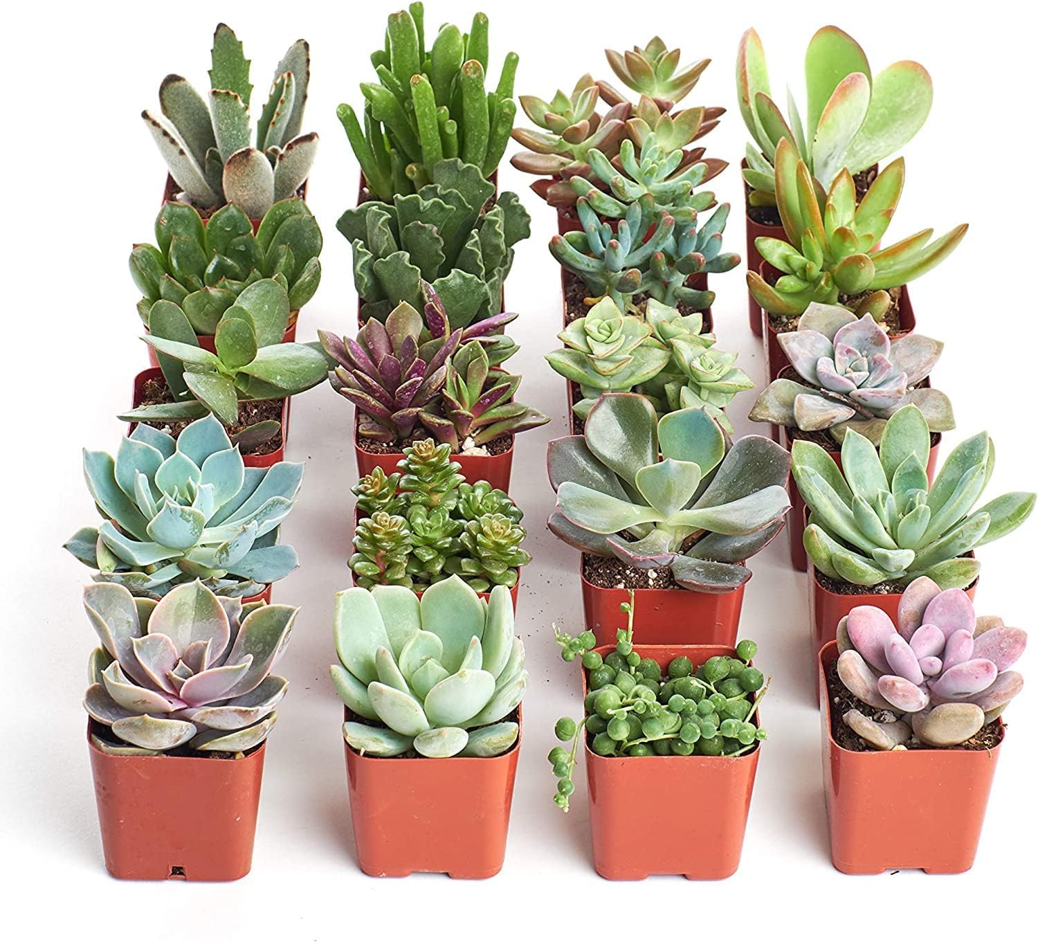 Shop Succulents Radiant Rosette Collection of Live