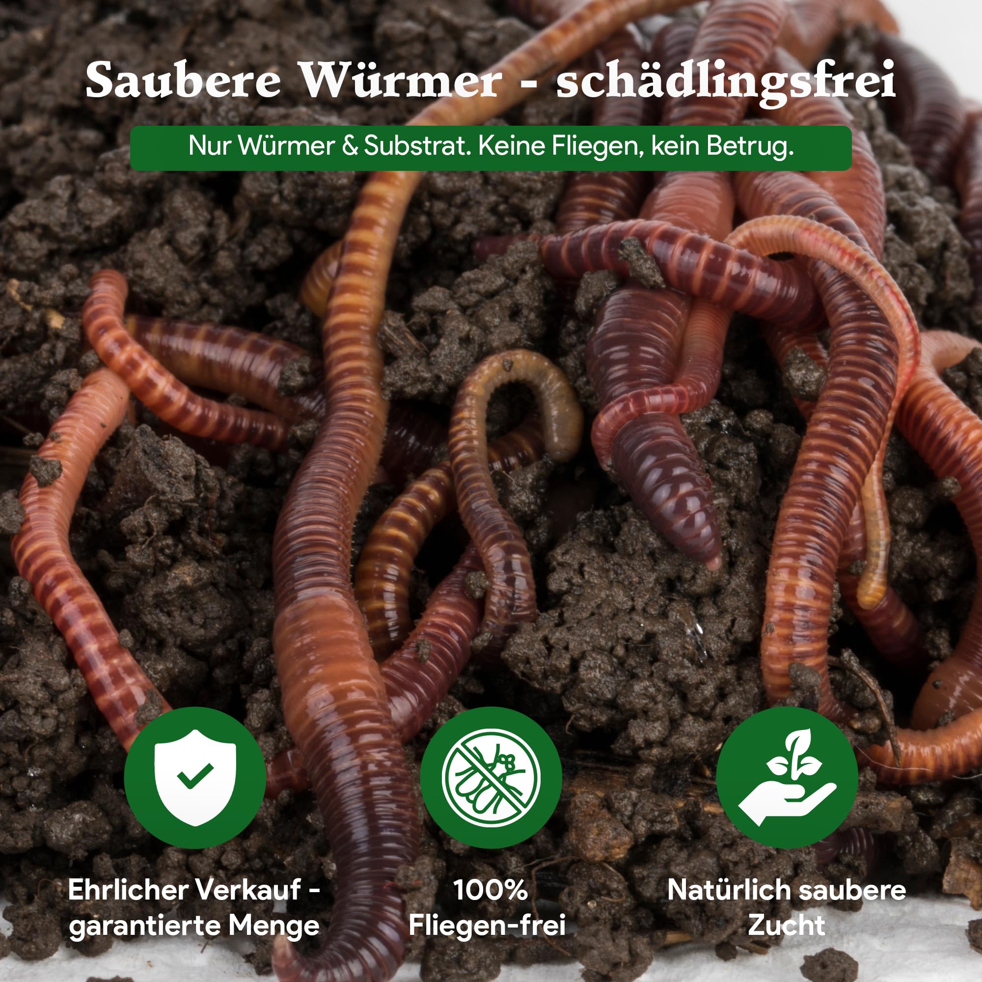 0,5 kg de vers de compost (min. 500 pièces) | Vers de terre, mélange Eisenia vivant pour compost, jardin, vermicomposteur, boîte à vers, plate-bande surélevée