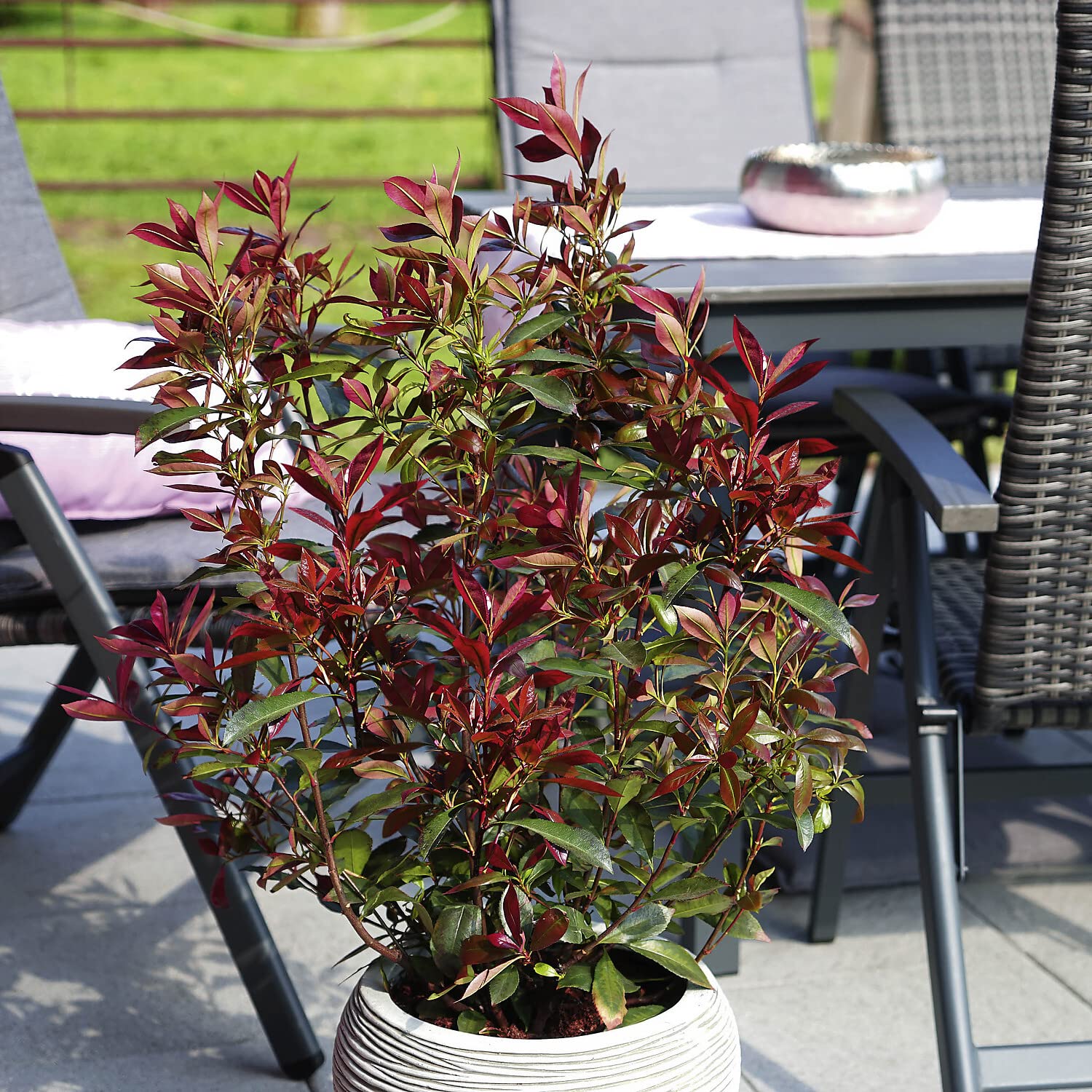 GartenHit Photinia Fraser Devils Dream in 10 Litre Pot 80-100 cm :  Amazon.de: Garden