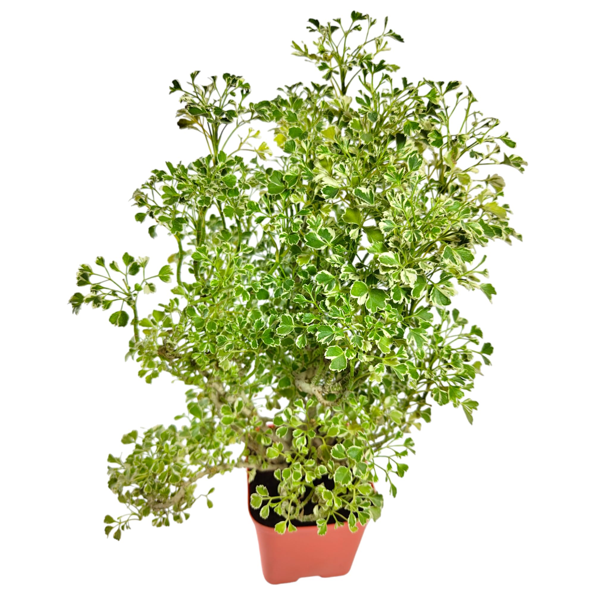See full amazon price history chart for Native Earth® Aralia Variegated White Plant Indoor Air Purifying Live Plants for Home Decor With Plastic Pot (Pack of 1 Plant) Native Earth® Aralia Variegated White Plant Indoor Air Purifying Live Plants for Home Decor With Plastic Pot (Pack of 1 Plant) (B0CQD4Z169) Amazon Price History, Amazon Price Tracker