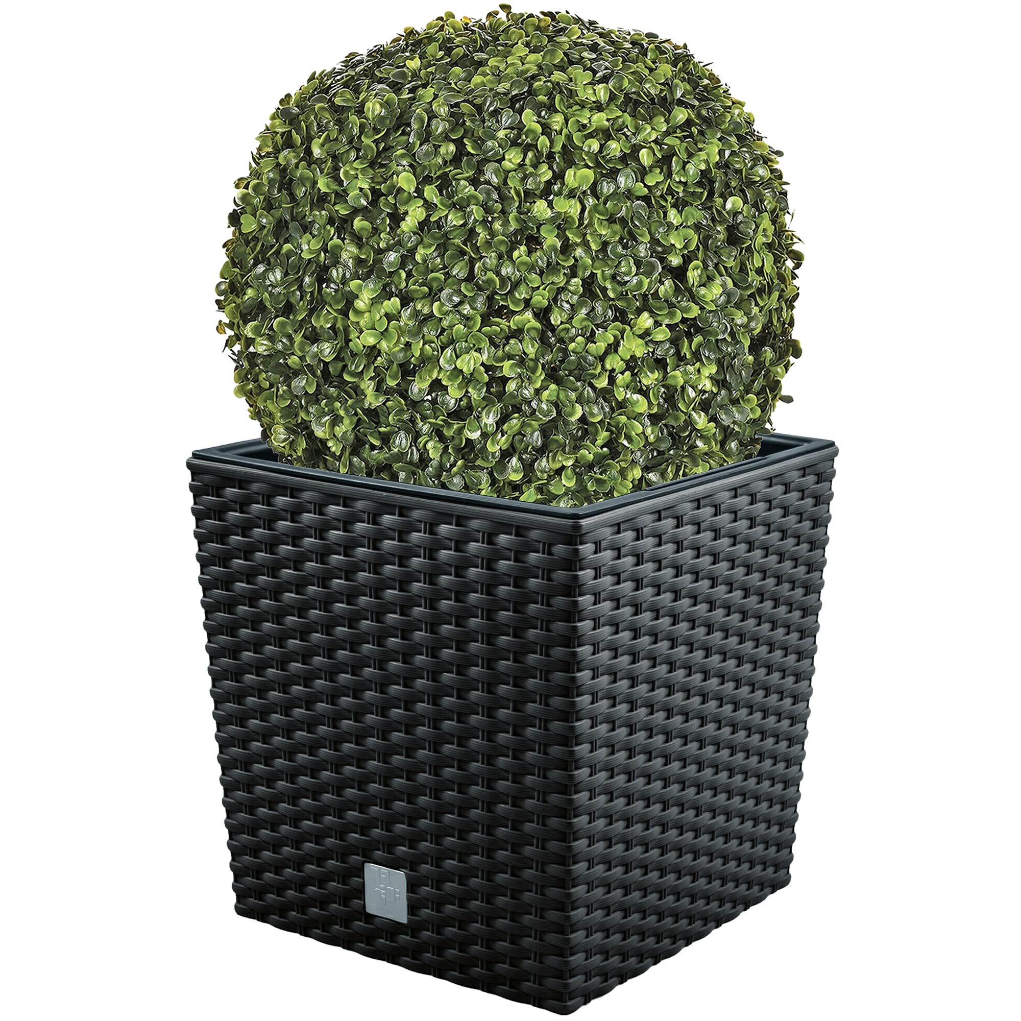 WellHome Set di vasi Ratto 32 litri con contenitore per piante in colore antracite 32 x 32 x 32,5 cm + sfera di bosso diametro 36 cm