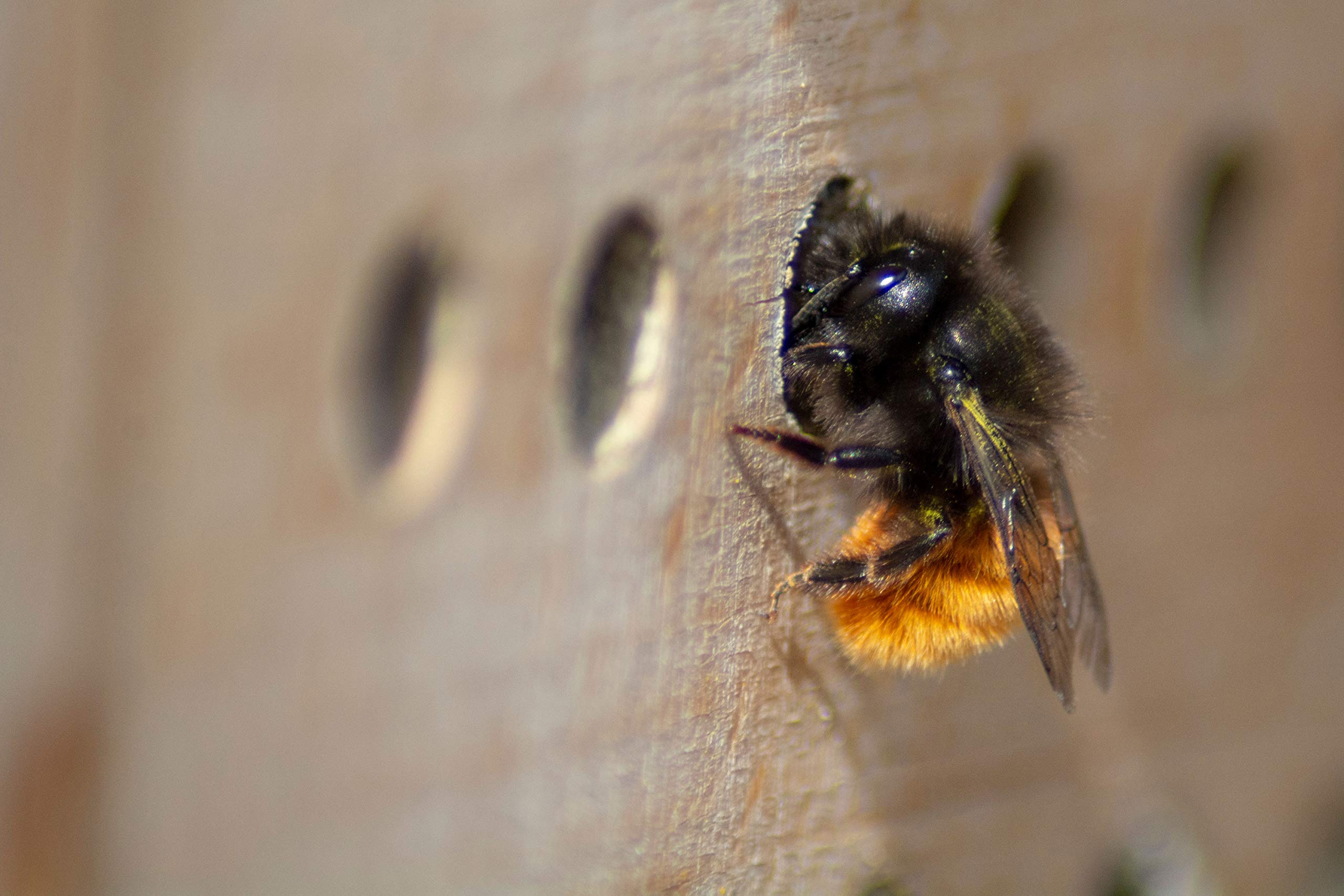 Insectenhotel groot - de webwinkel in insectenartikelen