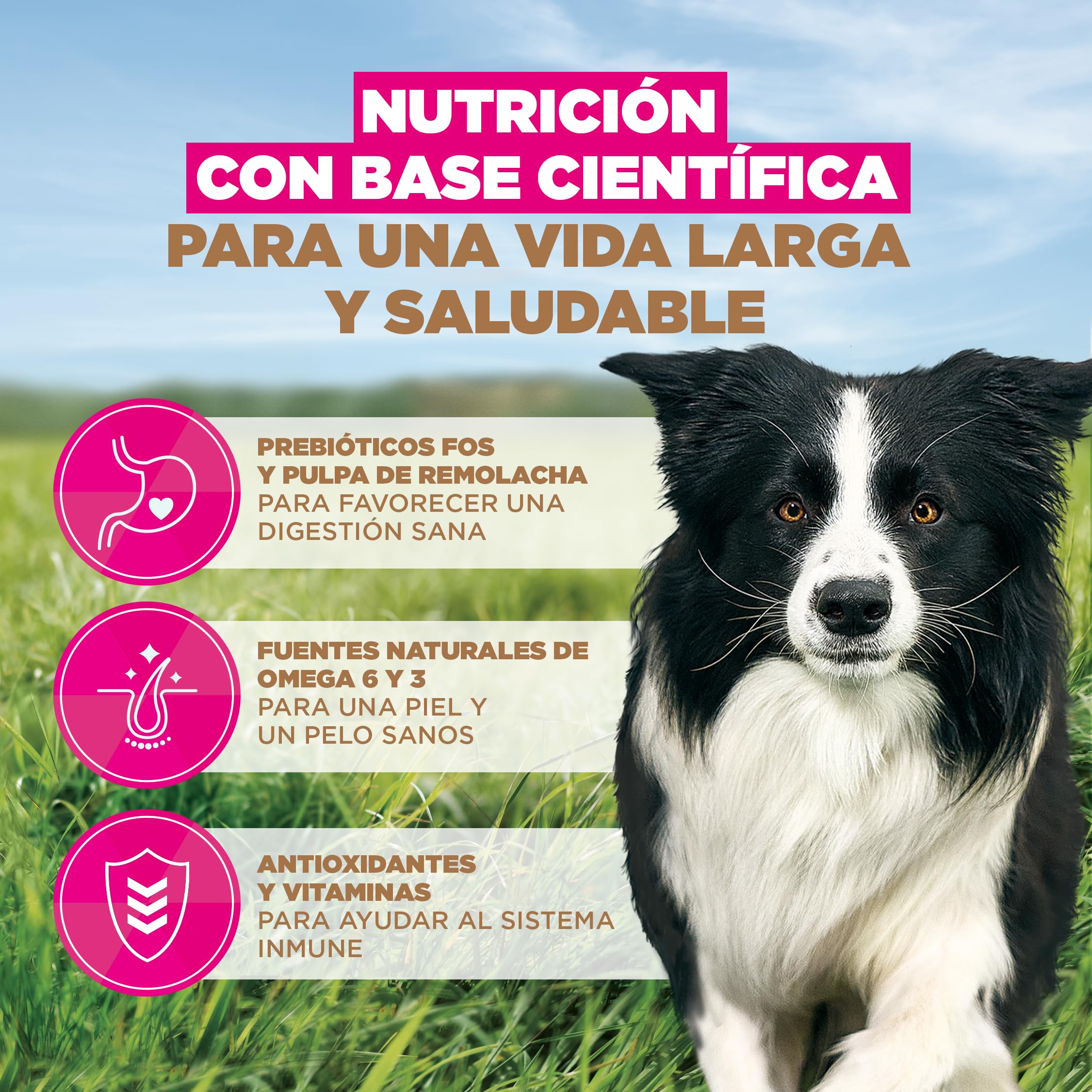 Eukanuba, alimento para Perros sin Cereales con Pollo para Razas pequeñas y Medianas - Alimento seco Premium sin Cereales para Perros Adultos, 12 kg | Comida seca de primera calidad, con pollo fresco, sin cereales, para perros adultos