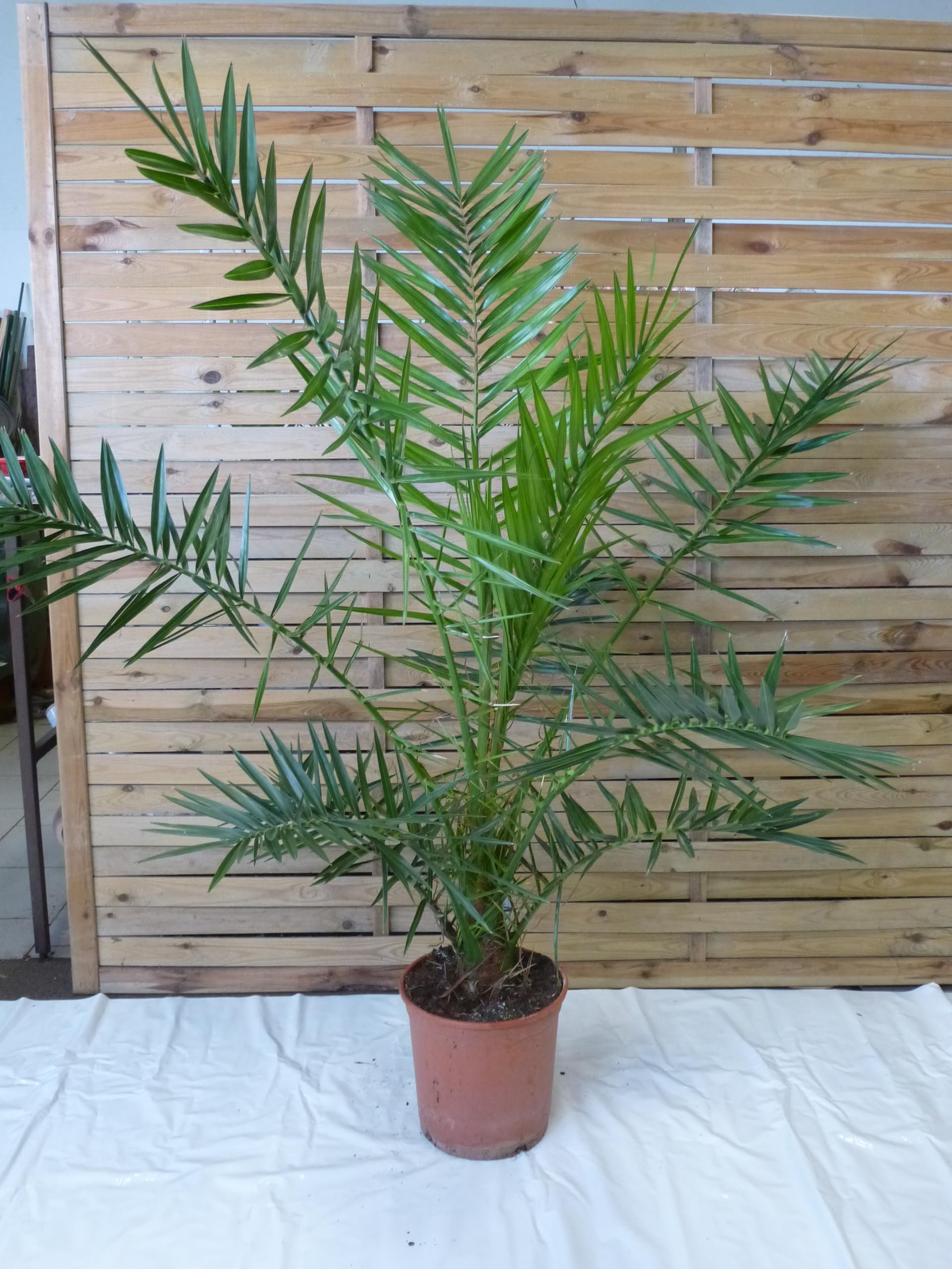 [Palmenlager] XL Phoenix canariensis -kanarische Dattelpalme - 160 cm - kräftiger Stamm // Indoor & Outdoor Palme