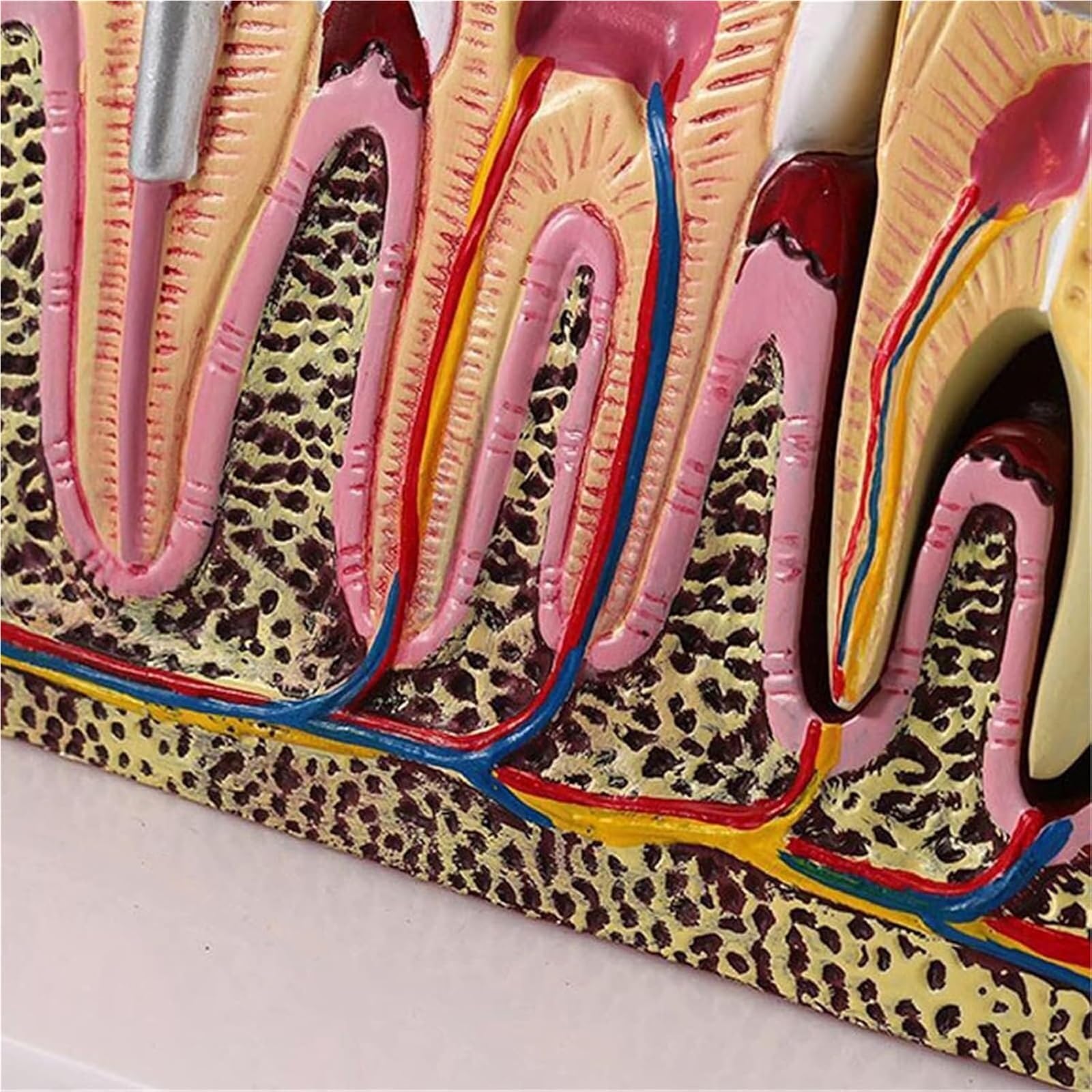 Modèle de dents d'éducation en anatomie dentaire – Modèle de section transversale des dents avec gencives dentaires amovibles pour affichage de pathologie, parfait pour les étudiants et les