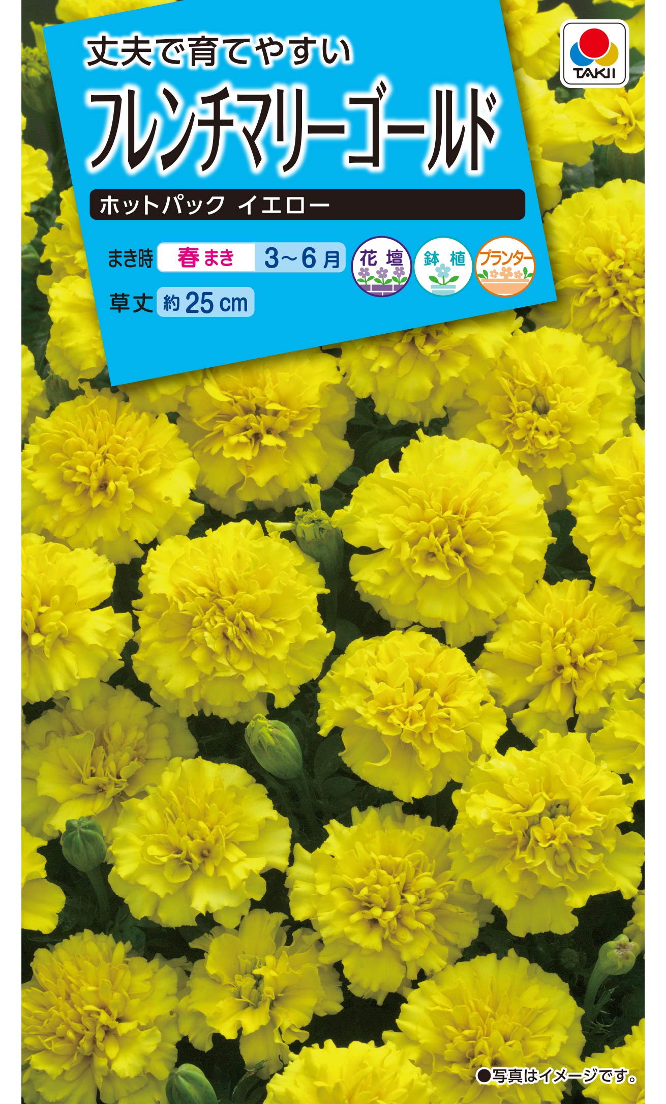 Amazon | タキイ種苗 フレンチマリーゴールド ホットパツク イエロー | 花