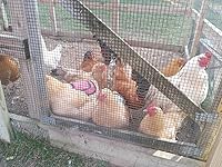 Review Image by Red639