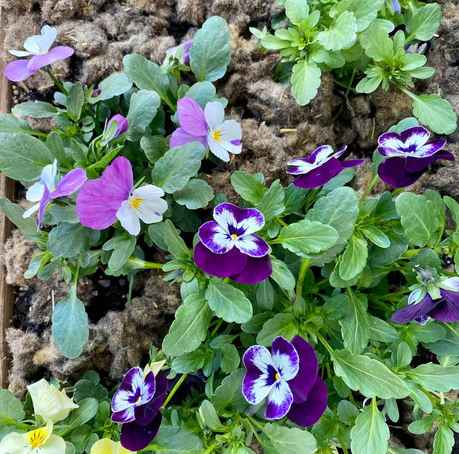 Schafwolle Öko-Dünger, Gartendünger für alle Pflanzen, 100% natur, unverpresste Nährstoff-Düngung für Gemüse, Blumen, Baum- und Strauchdünger (4 kg, Flocken, geschnitten)