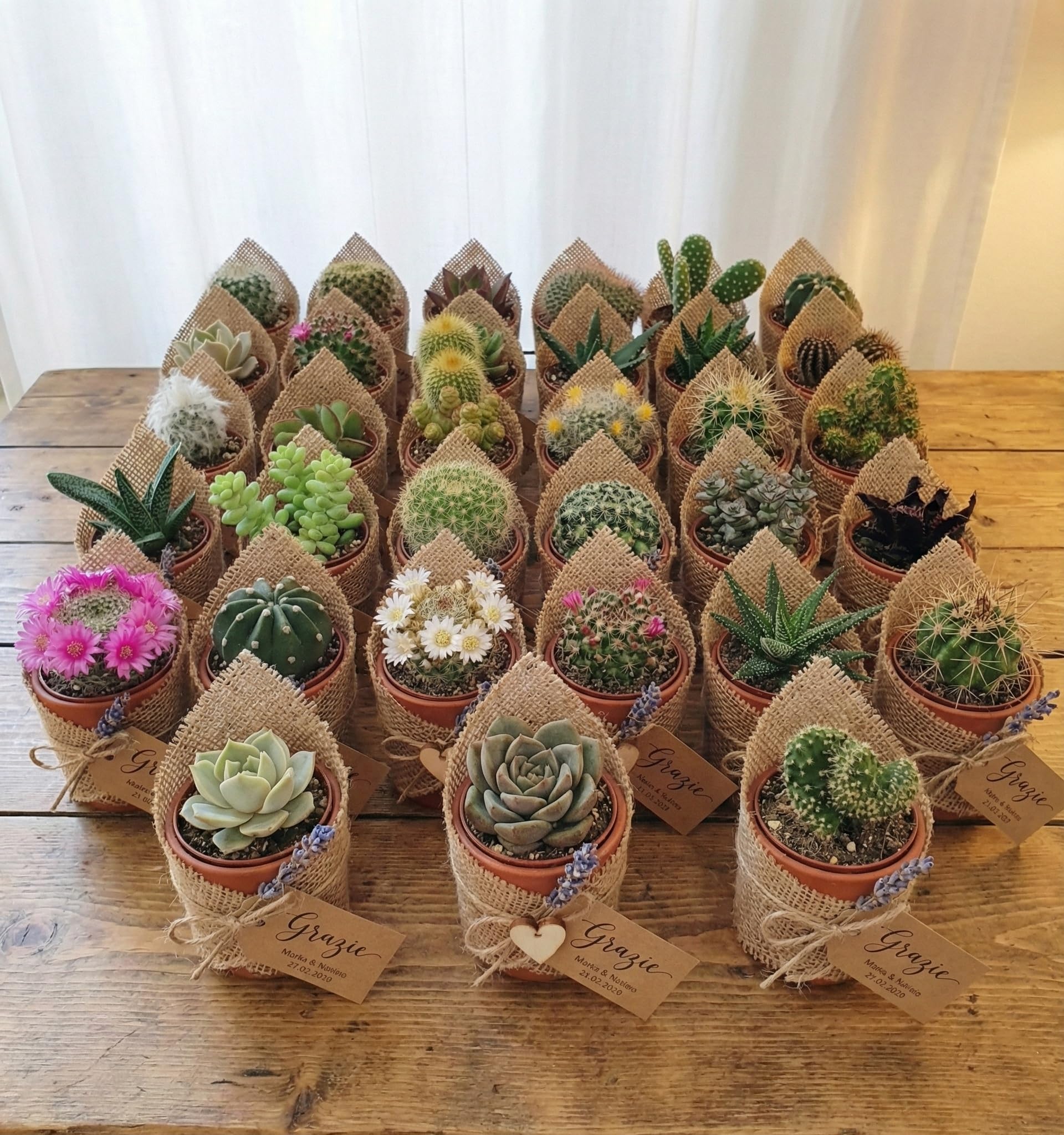Box 30 Piante Grasse Vere Assortite in Vaso diametro 5,5 Collezione Mista di Succulente e Cactus
