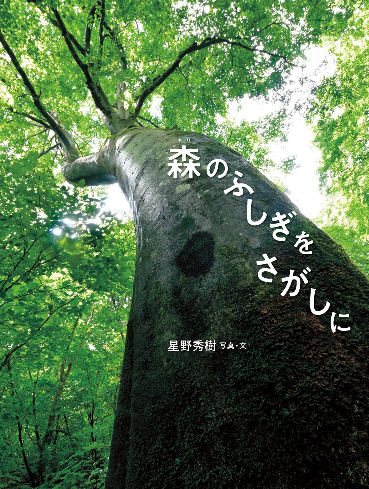 Amazon.co.jp: 森のふしぎをさがしに : 星野秀樹: 本