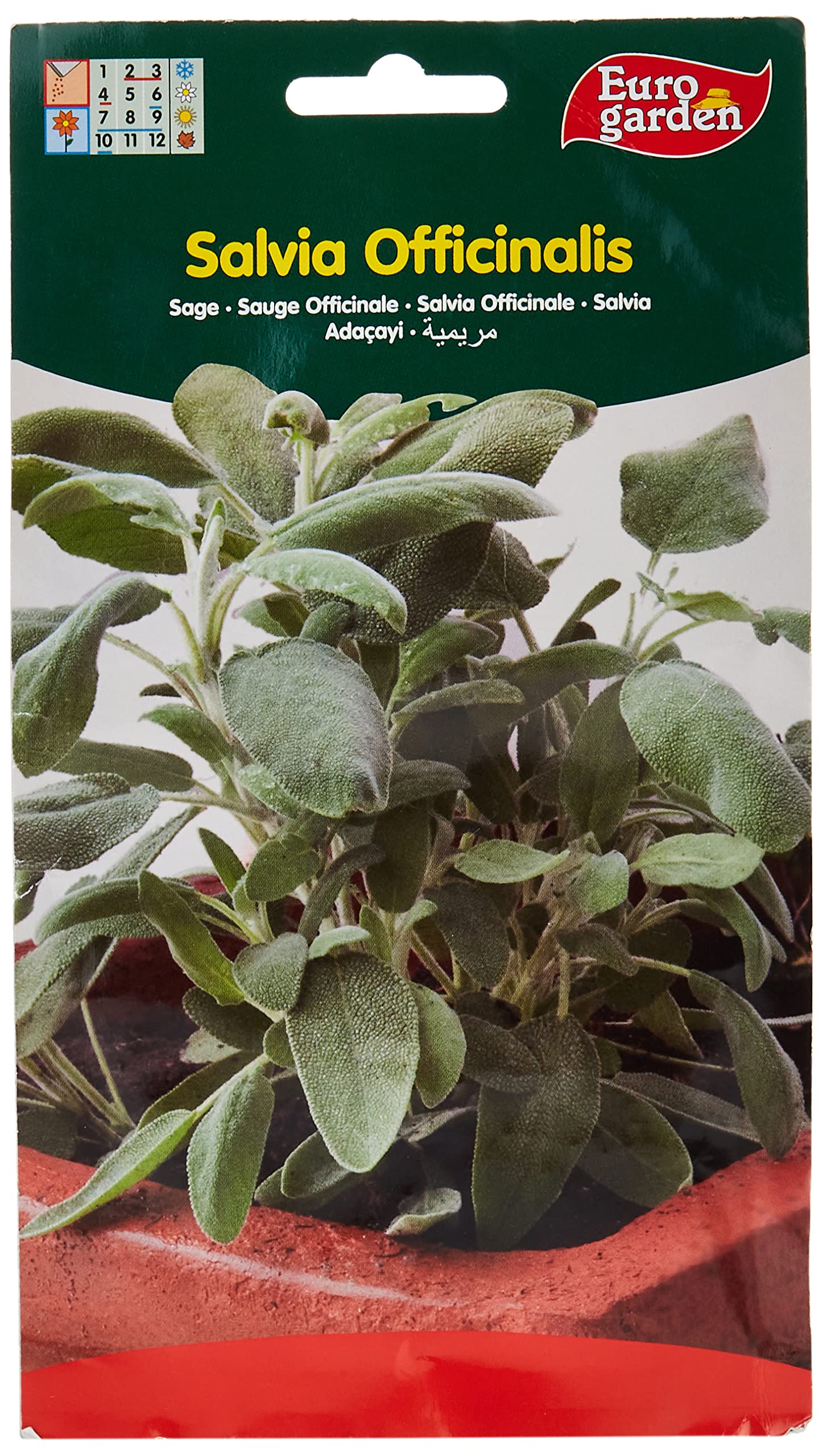 Euro Garden Salvia Sage Seeds 2 G