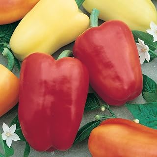 Chablis F1 Hybrid Sweet Pepper Seeds - 300 Mg Packet ~40 Seeds - Non-GMO, F1 Hybrid - Vegetable Garden - Capsicum annuum