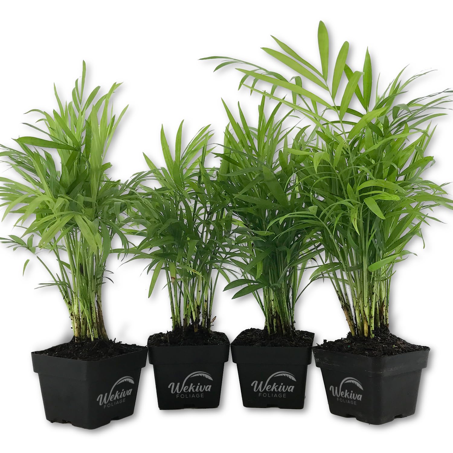 Neanthe Bella Parlor Palm