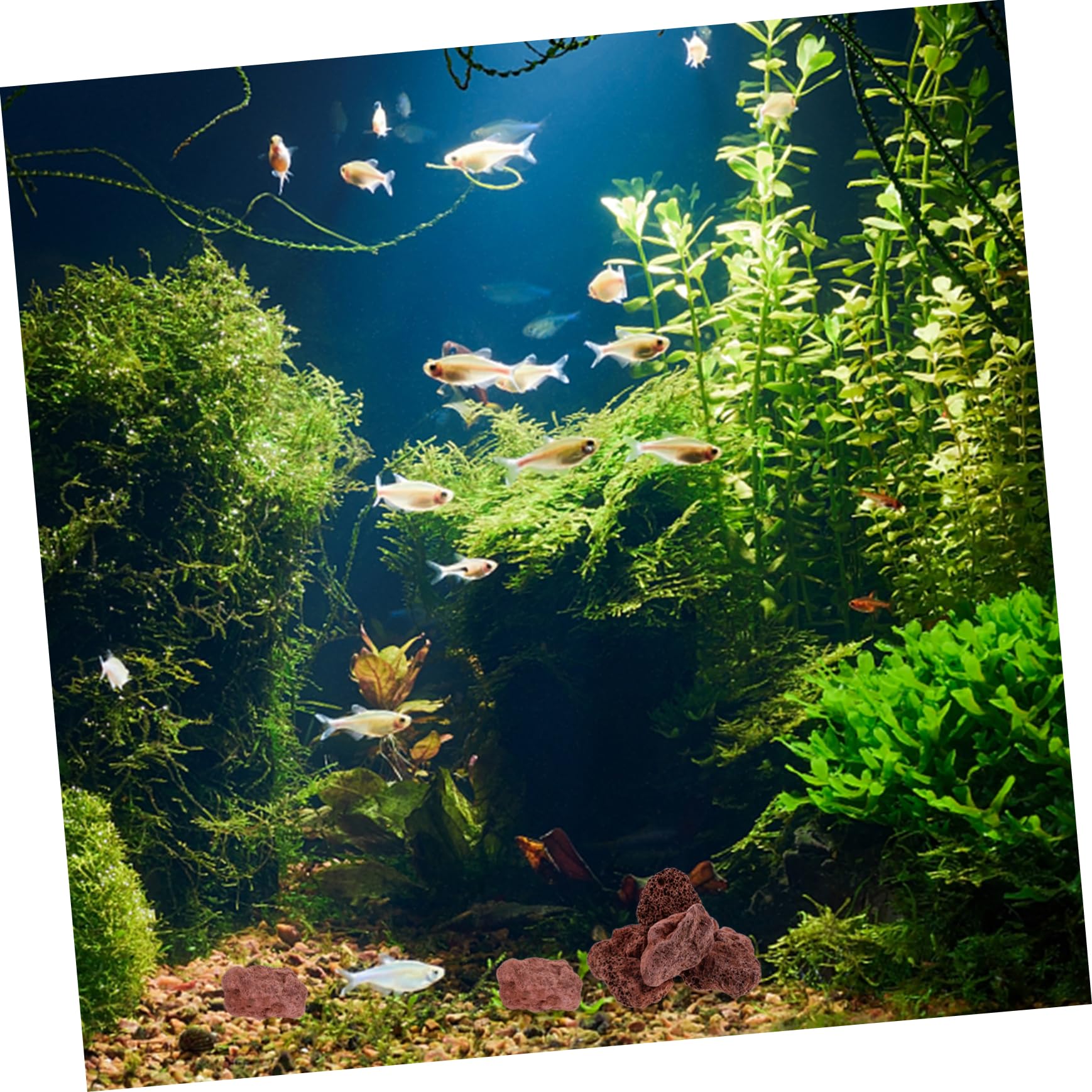 Toddmomy Ornements en Pierre Volcanique Faits À La Main Pierres Décoratives pour Aquarium Roche Volcanique Naturelle pour Plantes Succulentes