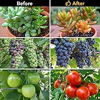 Vista 7 de iPower Luces LED de Crecimiento con Lámpara de Espectro Completo para Plantas de Interior, Función de Temporización de 3 Modos, 3 Tubos, Rojo y Azul