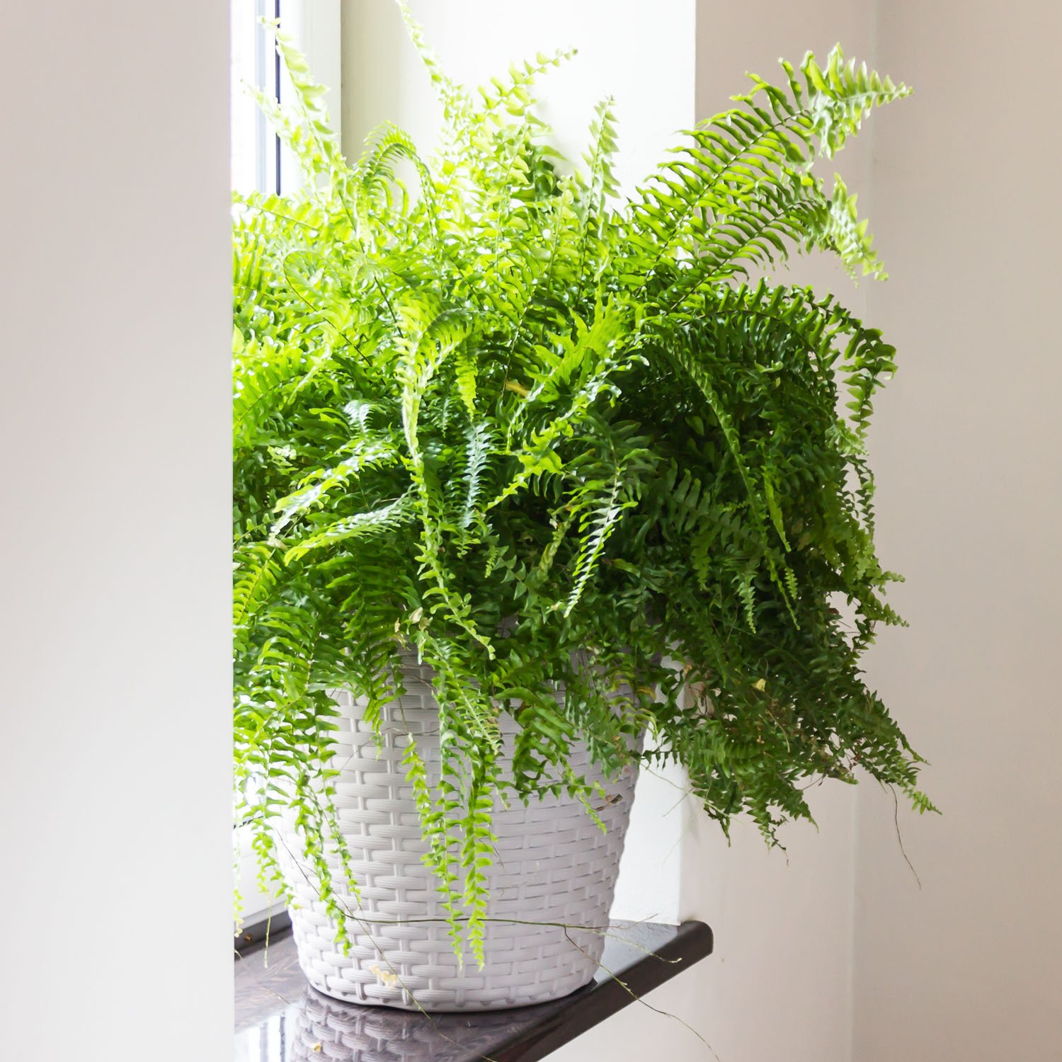 Pot Avec Crochets Prosperplast Ratolla Case DRL600PW-S433 - Couleur