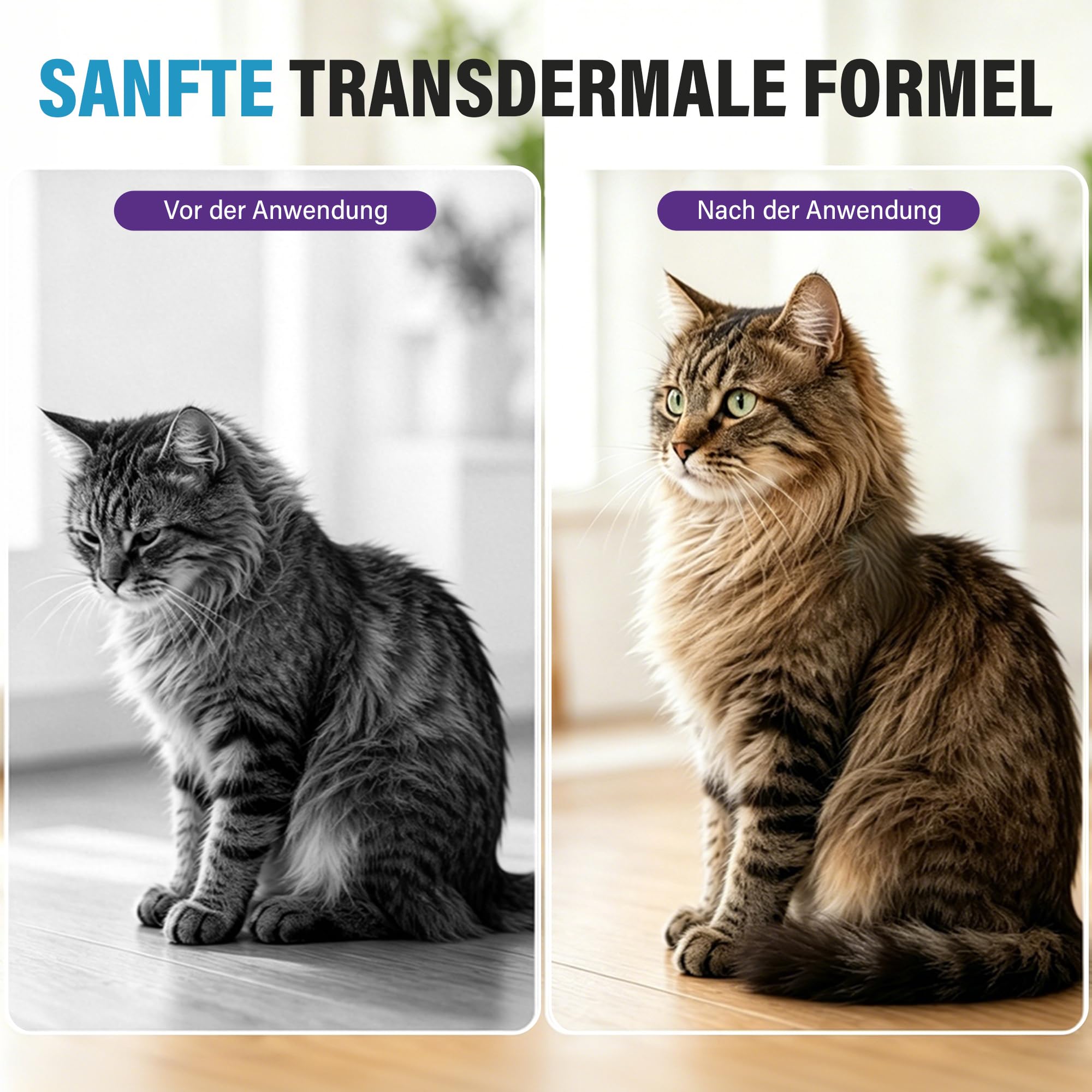 12 Pipetten Natürliche Pflegetropfen für Katzen und Kätzchen, Sanfte Kräuterextrakt-Formel, Sanfte Pflege für Empfindliche Haut