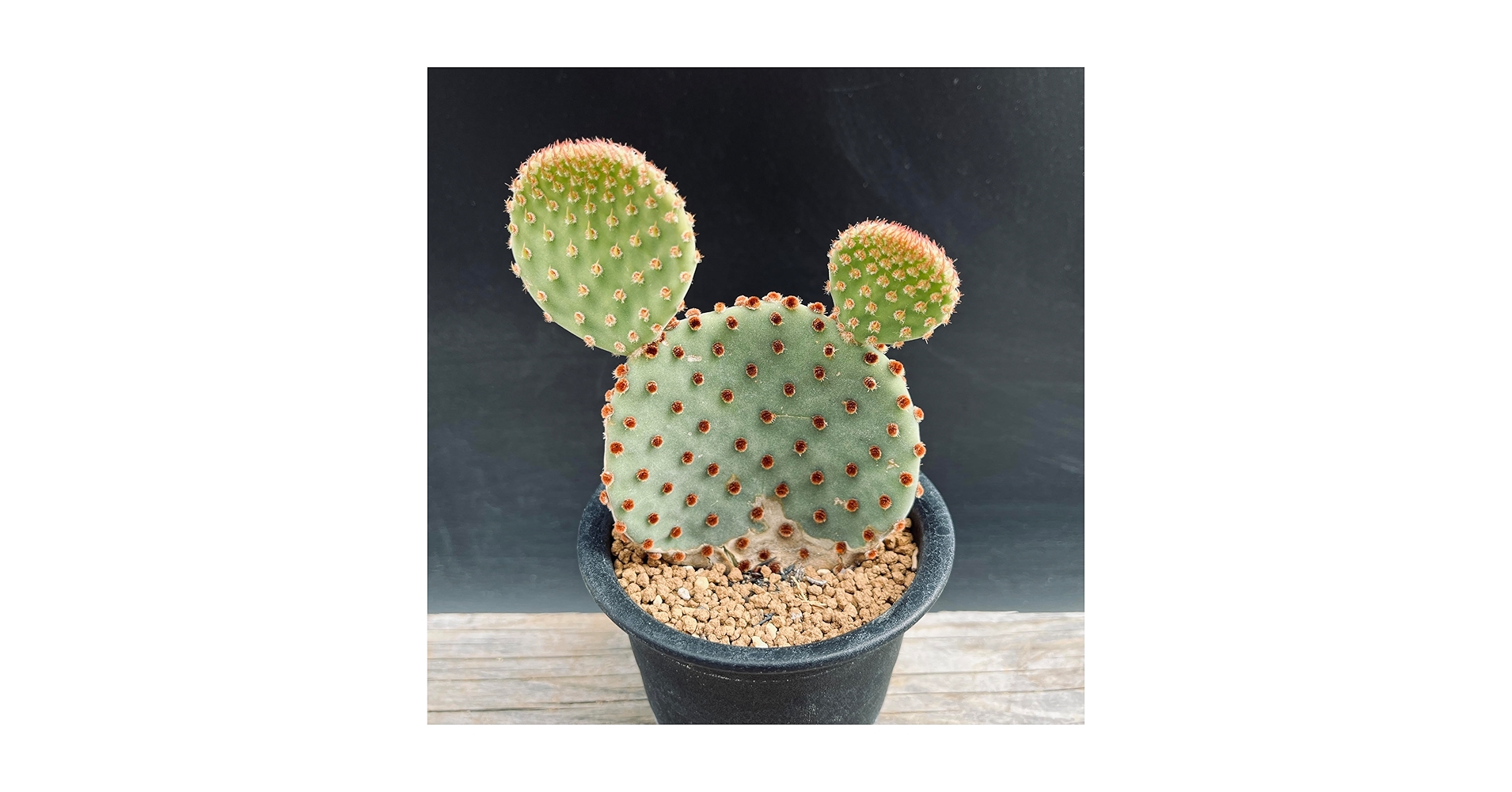 Amazon｜サボテン オプンチア サンタリタ｜観葉植物 オンライン通販