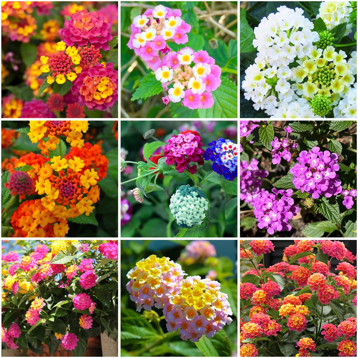 Mixrug 300+ Lantana Flower Seeds for Planting,Perennial Mix Mixed/Colored |  eBay