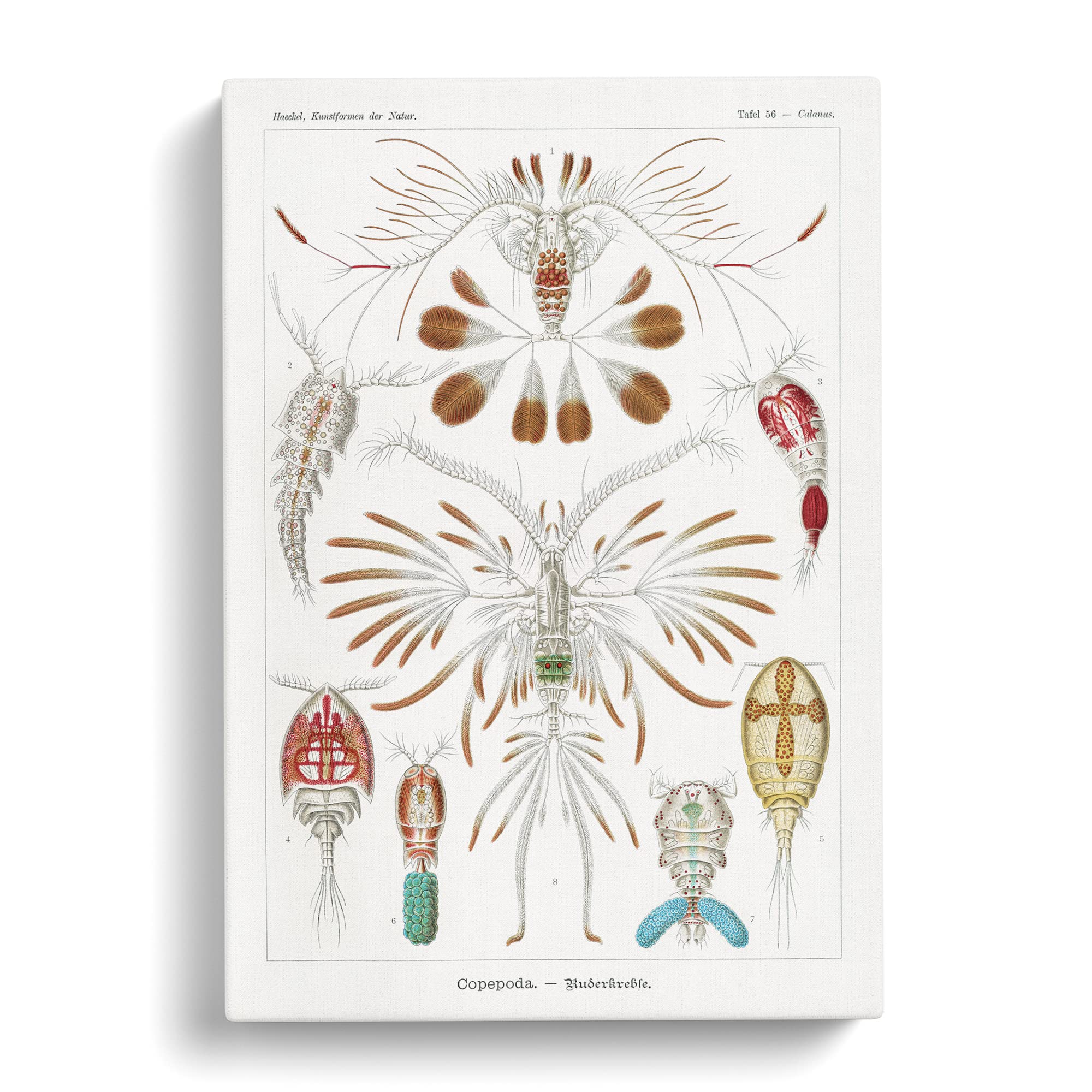 Copepod Crustaceans By Ernst Haeckel Canvas Print, Mixed, 25L x 50W cm - Image 2