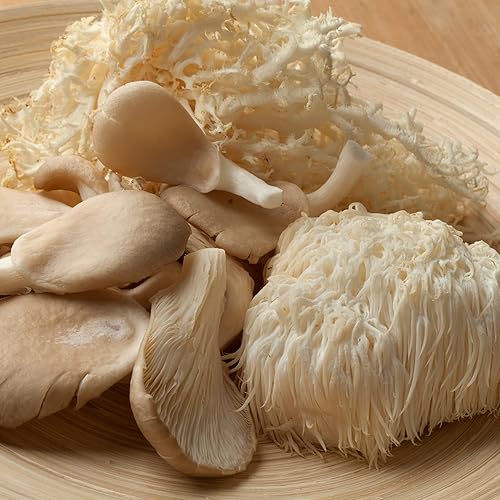 Miniatura 3 de Kit de hongos gourmet de melena de león - Bolsa de cultivo para hongos - Cultiva hongos melena de león premium en casa - Deliciosos y 100% naturales