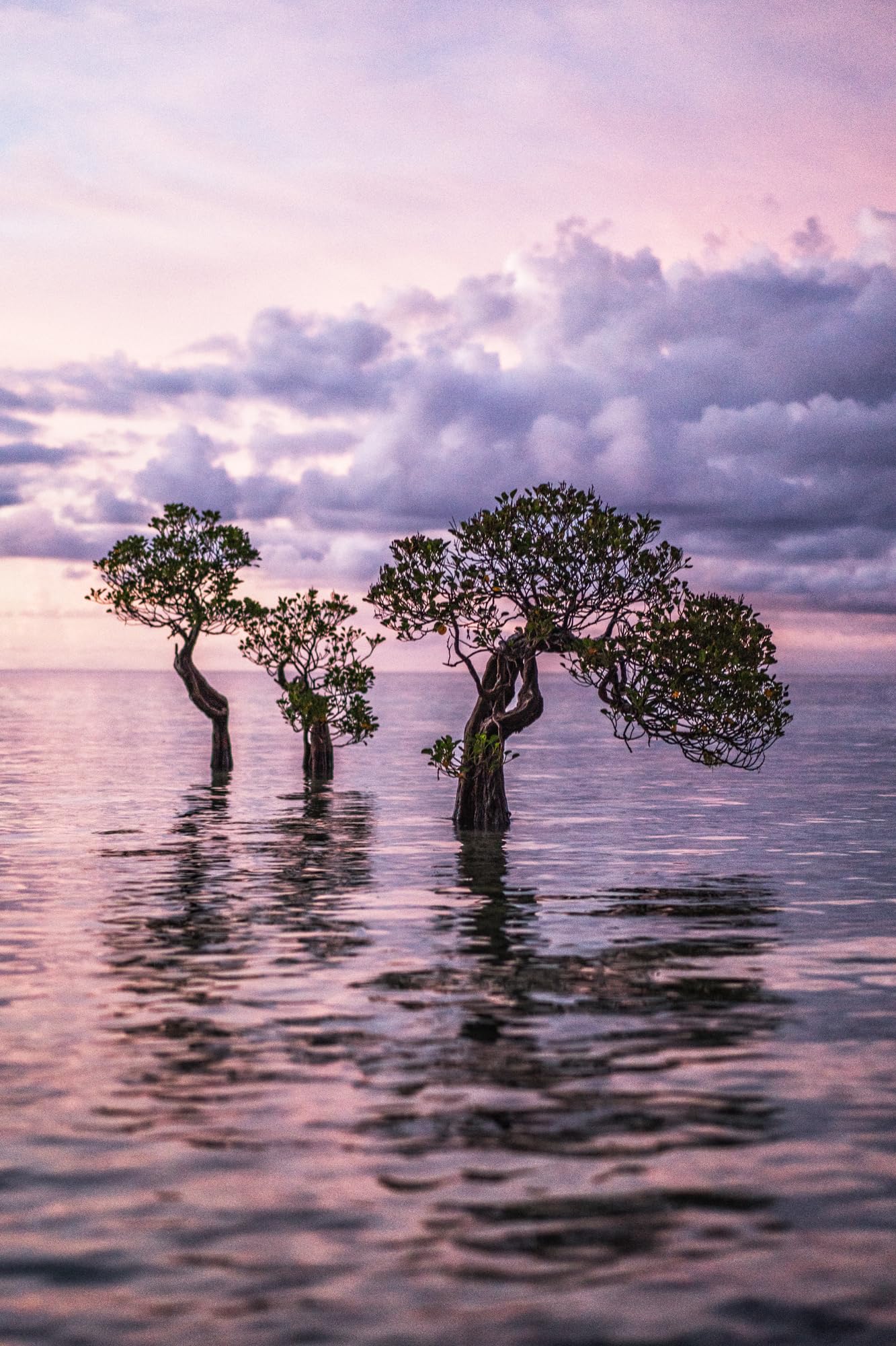 Tropics & Traditions: Tales of Indonesia