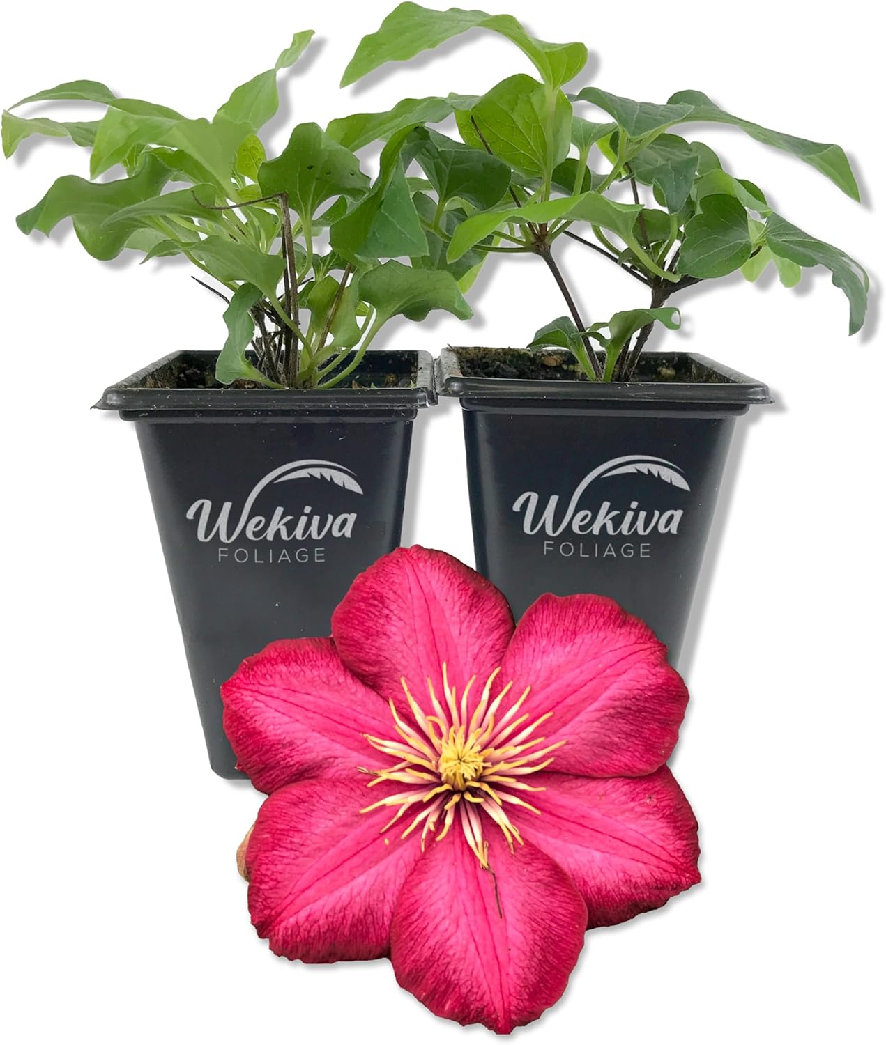 Clematis Ernest Markham - 2 Live Starter Plants in 2 Inch Pots - Starter Plants Ready for The Garden - Beautiful Maroon Flowering Vine