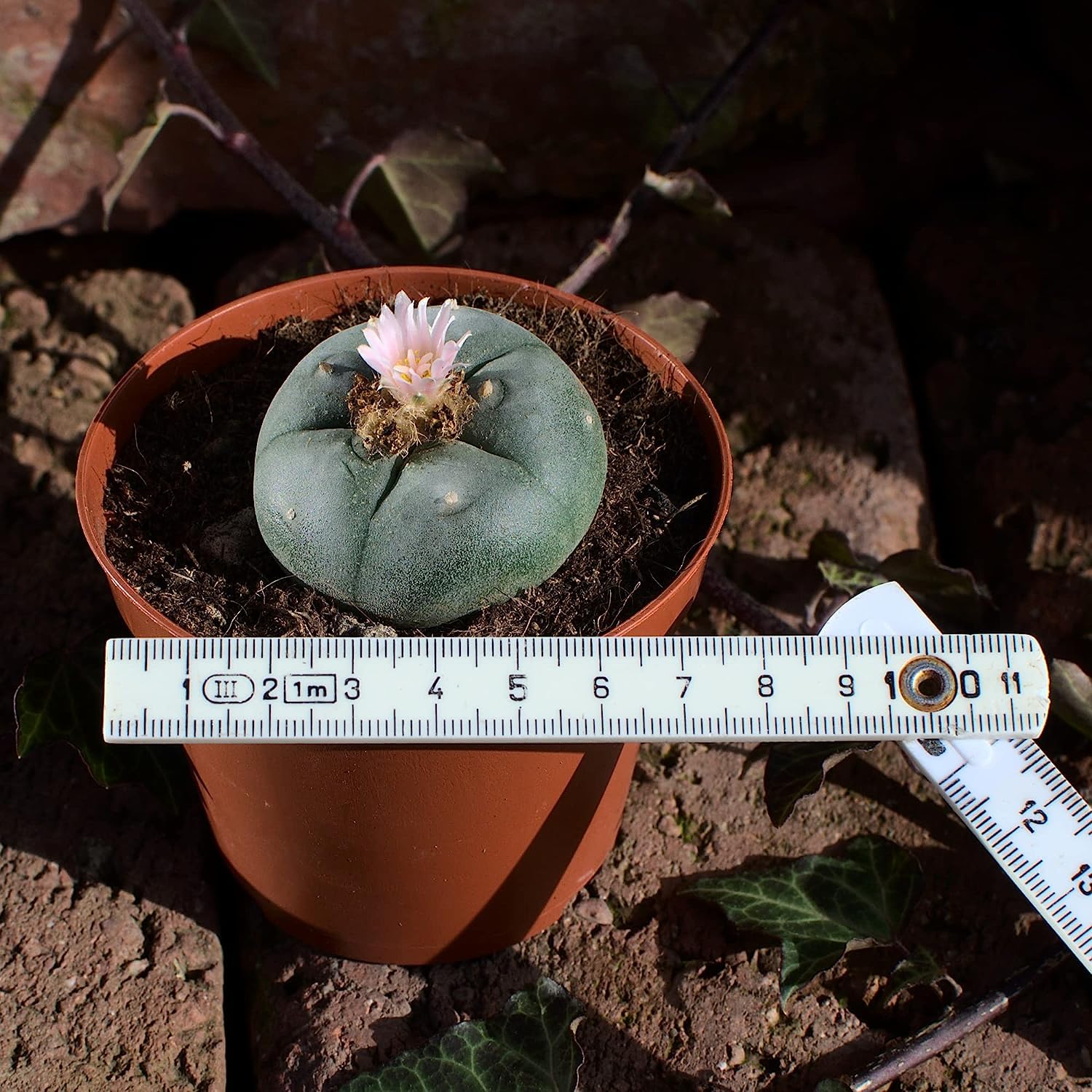Lophophora williamsii, peyote 4,5cm