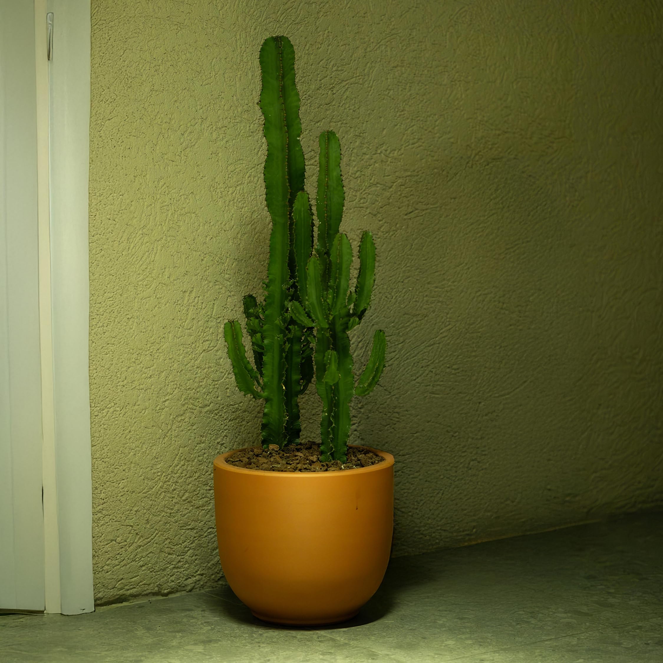 Plant in a Box - Euphorbia Eritrea - Cactus - Pianta da appartamento - Set di 2 - Vaso 17cm - Altezza 50-60cm