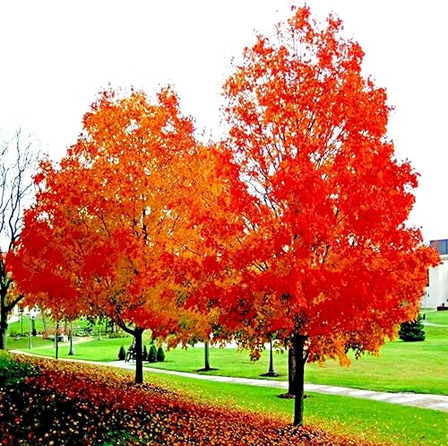 Miniatura 4 de 10 Semillas RED Sunset Japanese Maple  Acer Rubrum Semillas de árboles, paisajismo o bonsái