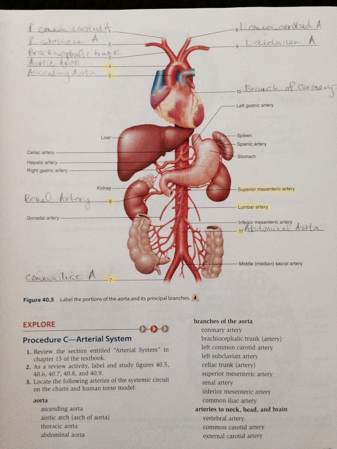 Laboratory Manual for Holes Human Anatomy & Physiology Cat