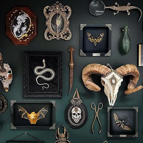 Miniatura 3 de Caja de sombra de polilla de cabeza de muerte enmarcada real única taxidermia extrañeza espécimen entomología insecto brujería decoración gótica