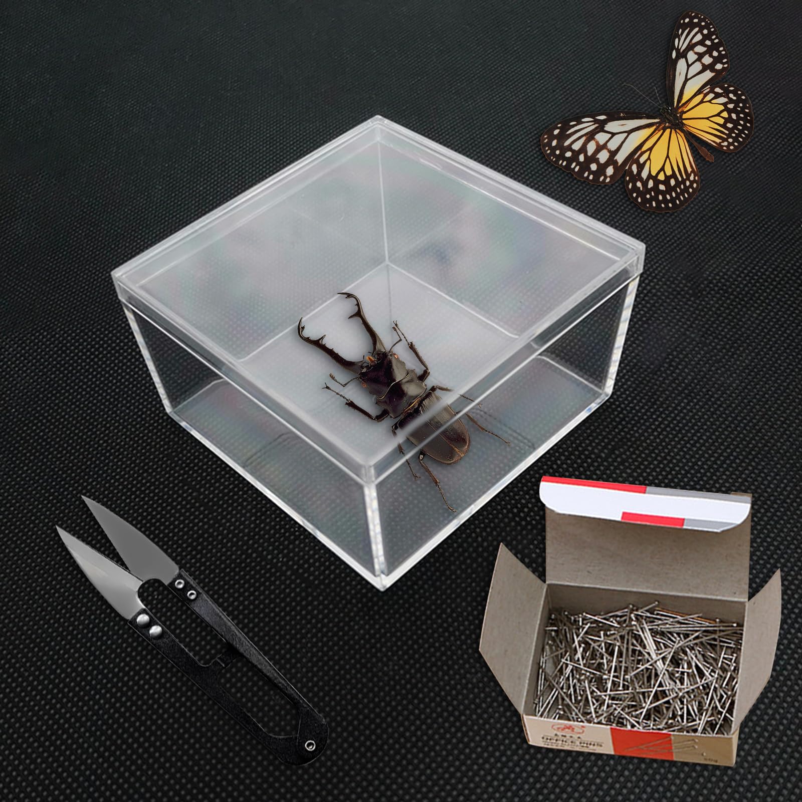 Butterfly Case Large Insect Display Case Insect Display Case Box ...