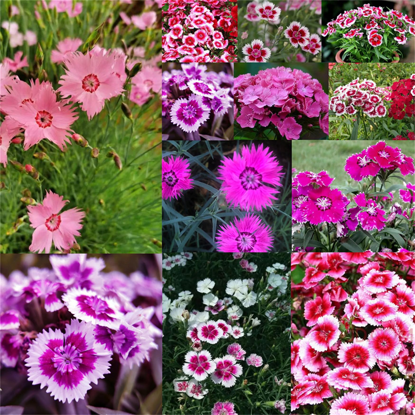 Garden Plant Seed Flower Seed Dianthus Sweet Mixed Color Flowers Dianthus Seeds Sweet William Mix- 200 Seeds
