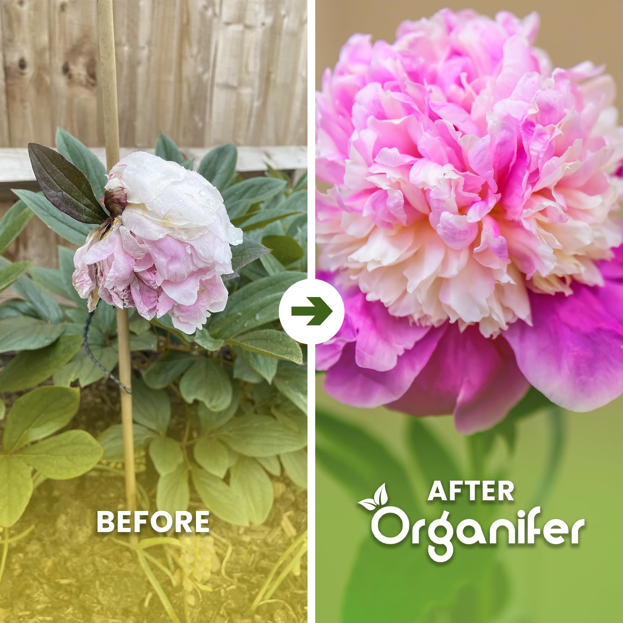 Peony Nawóz Organiczny Do Kwiatów - 10L - NPK 2-1-8 | Zdrowe Liście - Silne Korzenie I Wysoka Plonność - Organifer