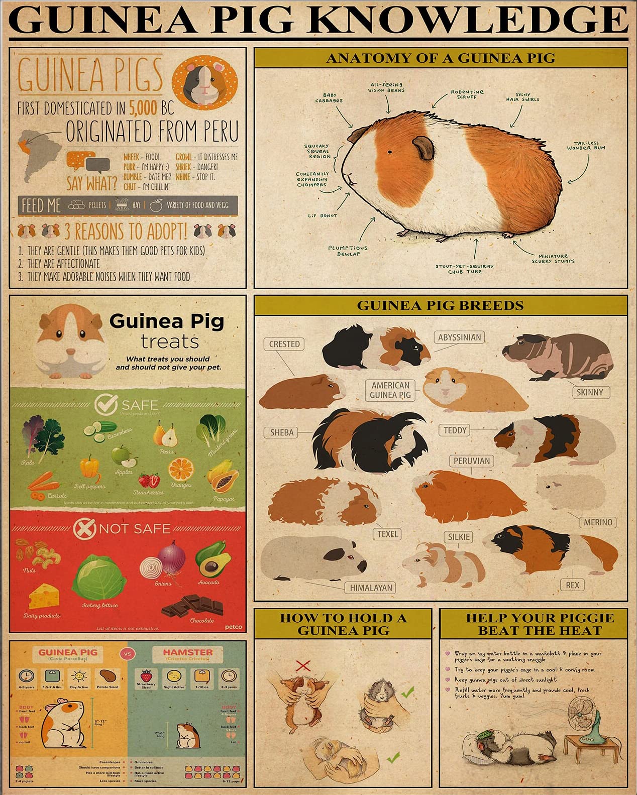 Tnnd Earthy Tones With Metallic Accents Guinea Pig Knowledge Guinea Pig Guinea Pig Guinea Pig Decor Poster Wall Art Decor Metal Sign Poster 8X12 Inches