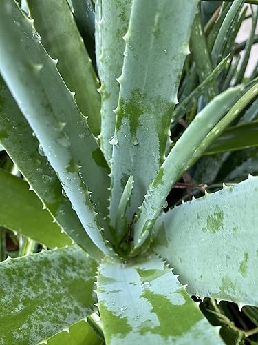 Miniatura 7 de GG Stem Cell Plus