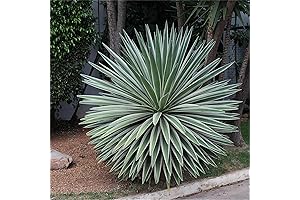Grow the Legendary Century Plant, Agave Angustifolia Marginata, with our Herb Growers’ Seed Pack